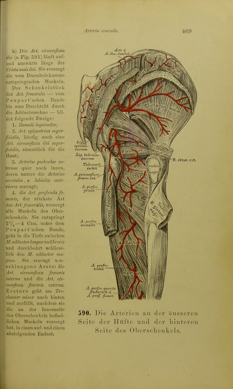 b) Die Art. circumflexa ild (s. Fig. 581) läuft auf- und auswärts längs der Cvista OSSIS ilei. Sio versorgt die vom Darmbcinkainme eatspringeudcn Jluskeln. Das Schcnkelstiick der Art. fcmoralis — vom 1'0 up ar t'schcn Bande bis zum Durchtritt durch die Addnetorsehue — bil- det folgende Zweiger 1. ItamuU inguinales; 2. Art. cpif/astrica svper- ßrialis, häufig auch eine Art. circuwflexa ilci svper- ji,Cialis, sämmtlich für die Haut; 3. Arteriap-pudendae ex- tcrnae quer nach innen, deren untere die Arteriae .•!cyotalcs , s. labiales ante- riores erzeugt; 4. die Art. profunda fe- moris, der stärkste Ast der Art. femoroLis, versorgt alle Muskeln des Ober- schenkels. Sie entspringt —4 Ctm. unter dem P 0 up art'sehen Bande, geht in die Tiefe zwischen ^^. adductor longus un d brevis und durchbohrt schliess- lich den M. adductor ma- i/nus. Sie erzeugt um- schlungene Aeste: die Art. circumfle^a femoris interna und die Art. cir- cumßexa femoris externa. E r s t e r e geht am Tro- chanter minor nach liinten und zerfällt, nachdem sie die an der Innenseite des Oberschenkels befind- lichen Muskeln versorgt hat, in einen auf- und einen absteigenden Endast. Jlstc d. ^ .4. dfcuniflexa feTtiov. Vitt. .&.. fp/ifor Sec'WiulcC A. jßerfo-r. terlia A.vurinT. quartir, lEivAsUüiH d. - A. prqf. jciaor. 590. Die Arterien an der ilusseren Seite der Hüfte und der liinteren Seite des OLerselienkels.