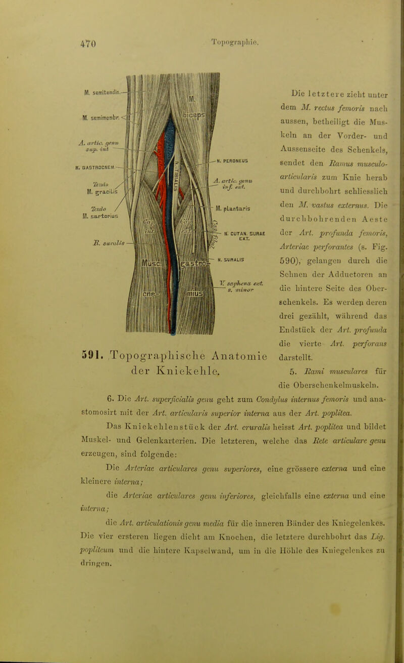 Die letztere zieht uuter dem M. reclus femoria nach aussen, betheiligt die Mus- keln an der Vorder- und Aussenseite des Schenkeis, sendet den Ramus musculo- articxilaris zum Knie herab und durchbohrt schliesslich den il/. vasius externus. Die durch bohrenden Acste der Art. profunda fcmoris, Arteriae perforantes (s. Fig. 590), gelangen durch die Sehnen der Adductoren an die hintere Seite des Ober- schenkels. Es werden deren drei gezählt, während das Endstück der Art. profunda die vierte Art. pcrforans 591. Topographische Anatomie darstellt. der Kniekehle. 5. üami musculares für die Oberschenkelmuskeln. 6. Die Art. superficialis genu geht zum Condijlus internus fcmoris und ana- stomosirt mit der Art. articularis superior interna aus der Art. poplitea. Das Kuiekehlenstück der Art. eruralis \\&\^st Art. poplitea und bildet Muskel- und Gelenkartcrien. Die letzteren, welche das Bete articulare genu erzeugen, sind folgende: Die Arteriae articulares genu svpcriores, eine grössere externa und eine kleinere interna; die Arteriae articulares genu inferiores, gleichfalls eine exteriia und eine interna; die Art. articulationis genu media für die inneren Bänder des Kniegelenkes. Die vier crsteren liegen dicht am Knochen, die letztere durchbohrt das Lig. popliteum und die hintere Kapschvand, um in die Höhle des Kniegelenkes zu dringen.