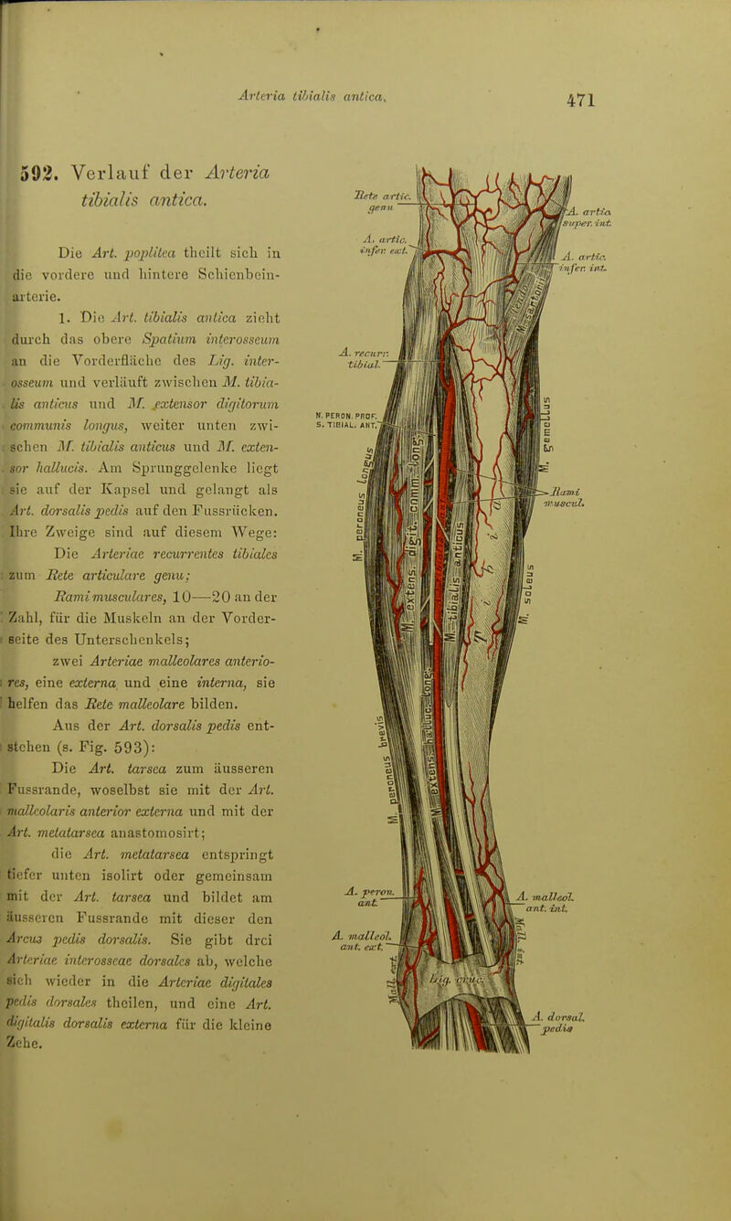 593. Verlauf der Arteria tibialis antica. Die Art. poplitca thcilt sich iu die vordere und hintere Schieiibcin- aiterie. 1. Die Art. tibialis antica zieht durch das obere Spatiuvi interosseum au die Vorderfl.äche des Lig. inter- osseum und verUiuft zwischeu M. tihia- . Iis aniicus und J/! .extensor dirjitorum . communis longus, weiter unten zwi- : sehen M. tibialis anticiis und M. exten- . sor haüucis. Am Sprunggelenke b'egt auf der Kapsel und gelangt als Art. clorsalis pedis auf den Fussrücken. . Ihre Zweige sind auf diesem Wege: Die Arteriae recurrentes tibialcs '. zum Bete articulare genu; Ramimusculares, 10—20 an der ' Zahl, für die Muskeln an der Vorder- I Seite des Unterschenkels; zwei Arteriae malleolares anterio- I res, eine externa und eine interna, sie I helfen das Bete malleolare bilden. Aus der Art. dorsalis pedis ent- stehen (s. Fig. 593): Die Art. tarsca zum äusseren ' Fussrande, woselbst sie mit der Art. i viallcolaris anterior externa und mit der Art. metatarsea anastomosirt; die Art. metatarsea entspringt tiefer unten isolirt oder gemeinsam mit der Art. tarsca und bildet am äusseren Fussrande mit dieser den Arcu3 pedis dorscdis. Sie gibt drei Arteriae interosseae dorsales ab, welche sich wieder in die Arteriae digitales pedis dorsales theilen, und eine Art. digitalis dorsalis externa für die kleine Zehe. r L