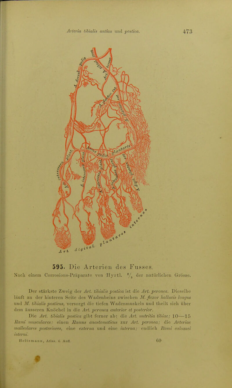 595. Die Arterien des Fusses. Nach einem Corrosions-Präparato von Ilyrtl. der iiatürliclien Grösse. Der stärkste Zweig der Art. tihialis j)osüca\st die Art. peronea. Dieselbe liluft an der liintcreii Seite des Wadenbeins zwischen M. flexor JiaU.ucis loiupis und Af. tihialis posiicus, versorgt die tiefen Wadenmusiceln und tlieilt sich über dem äusseren Knöchel in die Art. peronea anterior et posterior. Die Art. tihialis postica gibt forner ab: die Art. nutritia tihiae; 10—15 Rarai vmsculares: einen Itamus anastomoticus zur Art. peronea; die Arteriae malleolares posteriores, eine externa und eine interna; endlich Itami culcanei inlerni. Ilcit'/.inann, Atlns. (i. Aufl. 60