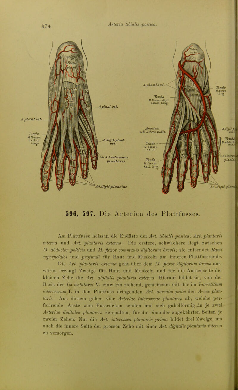 Arleria tUdalia pofilica. 596, 597. Die Arterien des Plattfusses. Am Plattfiisse heisscu die Eiidäste dev Art. Übialis postica: Art. plantaris interna und Art. plantaris cxtmia. Die erstere, schwächere liegt zwischen M. ahductor poUicis und M. flexor communis digitorum brevis; sie entsendet Hami superficiales und profundi für Haut und Muskeln am inneren Plattfussrande. Die Art. plantaris externa geht über dem M. flexor digitorum brevis aus- wärts, erzeugt Zweige für Haut und Muskeln und für die Aussenseite der kleinen Zehe die Art. digitalis plantaris externa. Hierauf bildet sie, von der Basis des Os metatarsi V. einwärts ziehend, gemeinsam mit der im Tnterstitium interosseum I. in den Plattfuss dringenden Art. dorsalis pedis den Arcus plan- taris. Aus diesem gehen vier Arteriae interosseac plantares ab, welche per- forirende Aeste zum Fussrücken senden und sich gabelförmig,in je zwei Arteriae digitales plantares zerspalten, für die einander zugekehrten Seiten je zweier Zehen. Nur die Art. intcrossca plantaris prima bildet drei Zweige, um auch die innere Seite der grossen Zehe mit einer Art. digitalis iJlantaris viterna zu versorgen.