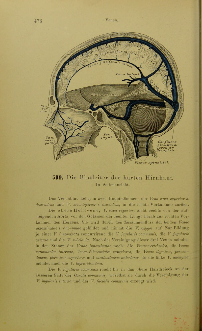 599. Die Blutleiter der harten Hirnhaut. In Seitenansicht. Das Venenblut lißhrt in zwei Hauptstämmen, der Vena cava superior s. dcscendens und V. cava inferior s. ascendens, in die rechte Vorkammer zurück. Die 0 b e r e II 0 Ii 1 V c n e, V. cava superior, zieht rechts von der auf- steigenden Aorta, vor den Gefiissen der rechten Lunge herab zur rechten Vor- kammer des Herzens. Sie wird durch den Zusammenfluss der beiden Vcnae innominalac s. anonymae gebildet und nimmt die V. azyyos auf. Zur Bildung je einer V. innominata cor\c\\vv\vGw. die V. jugularis communis, die V. jugidaris externa und die V. subclavia. Nach der Vereinigung dieser drei Venen münden in den Stamm der Venae innominatae noch: die Vcnae vertchrales, die Vame mammariae intcrnae, Vcnae intcrcostalcs supcriores, die Venae thymicae, pcricar- diacae, plircnicae supcriores und mediastinicae anteriores. Tu die linke T'. annni/ma mündet auch die V. ihyreoidea ima. Die V. jugidaris communis reicht bis in das obere Halsdreieck an der äusseren Seite der Carotis communis, woselbst sie durch die Vereinigung der V. jugularis interna und der V. facialis comnnnm erzeugt wird.