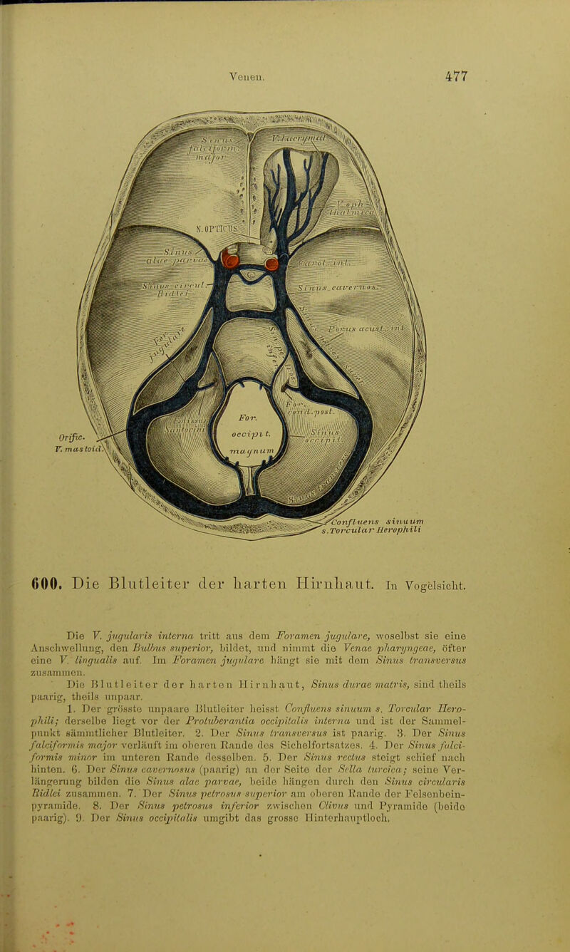 000. Die Blutleiter der liarten Hiruliaiit. in Vogclsicbt. Die V. jugularis interna tritt aus dem Foramen jugnlare, woselbst sie eine Auschwolluuf^, den BuUms superior, bildet, iiud nimmt die Venae pharijngeae, öfter eine V. lingualis auf. Im Foremen jugnlare billigt sie mit dem Sinus iransversus zusammen. Die B1 u 11 e i t e r der Ii a r t o u II i r u baut, Sinus clurae matris, sind tlieils paarig, tbeils nnpaar. 1. Der grössto uupaare lUutleiter lieisst Cnnjluens sinuum s. Torcular Ilero- phili; dor.solbe liegt vor der Froluherantia occipi/alis interna und ist der Sammel- j)un'Kt sämintlicbor Blutloiter. 2. Der Sinim Iransversus ist paarig. 8. Der Sinus fuldfnrmis major verläuft im oberen Ii;iude dos Sichelfortsatzes. 4. Der Sinus falci- foi-mis minor im unteren Rande desselben. 5. Der Sinus rectus steigt scliief nach hinten. G. Der Sinus cavernosus (paarig) an der Seite der Sclla lurcica; seine Ver- längening bilden die Sinus alac parvae, beide hängen durch den Sinus circularis Ridlei zusammen. 7. Der Sinus pelmsus superior am oberen Rande der Folsenbein- pyramide. 8. Der Simis petrosus inferior zwischen C/ivus und Pyramide (beide paarig). [). Der Sinus occijiilalia umgibt das grosse Hinterhauptloch.