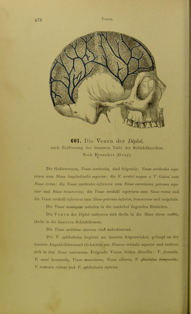 601. Die Venen der Diploe, nach Eutfcriiuiig der äusseren Tafel der Scbädelkuoclicn. Nach Breschet (Gray). Die Gehirnvenen, Venae cerebrales, sind folgende: Venae cerebrcdcs snpc- riorcs zum Sinus longäudinalis svperior; die V. cercbri viagiui s. V. Galeni zum Sinus recius; die Venae cerebrales, inferiores zum Sinus cavernosus, petrosus svpe- rior und Sinus transversus: die Venae cerebeUi svperiores zum Sinus rectus und die Venae cerebelli inferiores zum Sinus petrosus inferior, transversus und occipitalis. Die Venae meningeae münden in die zunächst liegenden Blutleiter. Die Venen der Dijiloe entleeren sich theils in die Sinus durae matris, theils in die äusseren Schädelvenen. Die Venae audilivae internae sind unbedeutend. Die V. ophthalmica beginnt am inneren Augenwinkel, gelangt an der inneren Augenhöhlenwaiid rückwärts zur Fissura orbitalis sujjerior und entleert sich in den Sinus cavernosus. Folgende Venen bilden dieselbe: V. frontalis, V. sacci lacrymalis, Venae muscidareji, Venae ciliares, V. glanduJ-ac l/icrymalis: V. centralis retinae und V. ophthalmica inferior.