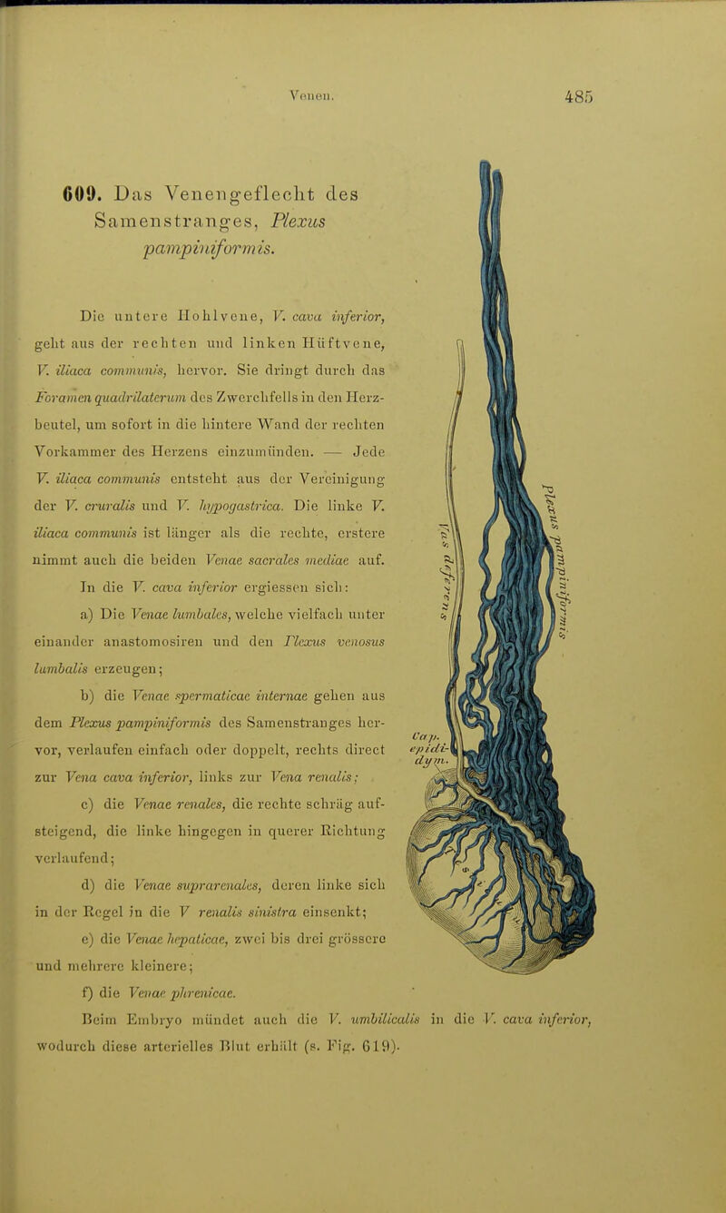 609. Das Venengefleclit des Samenstrang-es, Plexus pamphäform is. Die untere liolilveue, V. cava inferior, gellt aus der rechten und linken Hüftvene, V. iliaca communis, hervor. Sie dringt durch das Foramai quadrilattrum des Zwerchfells in den Herz- beutel, um sofort in die hintere Wand der rechten Vorkammer des Herzens einzumünden. — Jede V. iliaca communis entsteht aus der Vereinigung der V. a-uralis und V. hypogastrica. Die linke F. iliaca communis ist länger als die rechte, erstcre nimmt auch die beiden Vcnae sacrales mediae auf. In die V. cava inferior ergiessen sich: a) Die Venae lumbales, welche vielfach unter einander anastomosiren und den Plexus venosus lumbalis erzeugen; b) die Venae spermaticae internae gehen aus dem Plexus pampiniformis des Samensti-anges her- vor, verlaufen einfach oder doppelt, rechts direct epidi-\ dyitt. zur Vena cava inferior, links zur Vena renalis; c) die Venae renales, die rechte schräg auf- steigend, die linke hingegen in querer Richtung verlaufend; d) die Venae svprarenales, deren linke sich in der Regel in die V renalis sinistra einsenkt; e) die Venae liepaticae, zwei bis drei grössere und mehrere kleinere; f) die Venae phrenicae. Beim Embryo mündet auch die V. umhilicalis in die V. cava inferior, wodurch diese arterielles Blut erhält (s. Fig. 619)-