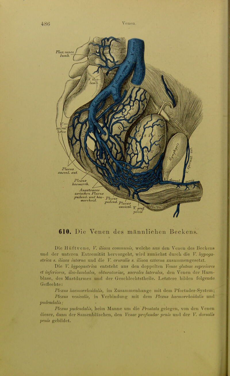 610, Die Venen des männlichen Beckens. Die llüftvciic, V. iliaca communis, welche aus eleu Veneu des IJeckeiis und der uutcrcn Extremität hervorgeht, wird zunächst durch die F. hr/poga- strica s. üiaca interna und die V. cruralis s. iliaca externa zusammengesetzt. Die V. hypofjastrica entsteht aus den doppelten Vcnae glutcae supcriorcs et inferiores, üeo-lumbales, obturatoriae, sacrales laterales, den Venen der Harji- blase, des Mastdarmes und der Geschlechtstheiie. Ijetztore bilden folgende Geflechte: Plexus haeinorrhoidalis, im Zusammenhange mit dem Pfortader-System; Plexus vcsicalis, in Verbindung mit dem Plexus haemorrhoitlalis und pudendalis : Plexus j)udendalis, beim Manne um die Prostata gelegen, von den Venen dieser, dann der Samenbläschen, den Vcnae profundar pmis und der V. dorsalis penis gebildet.
