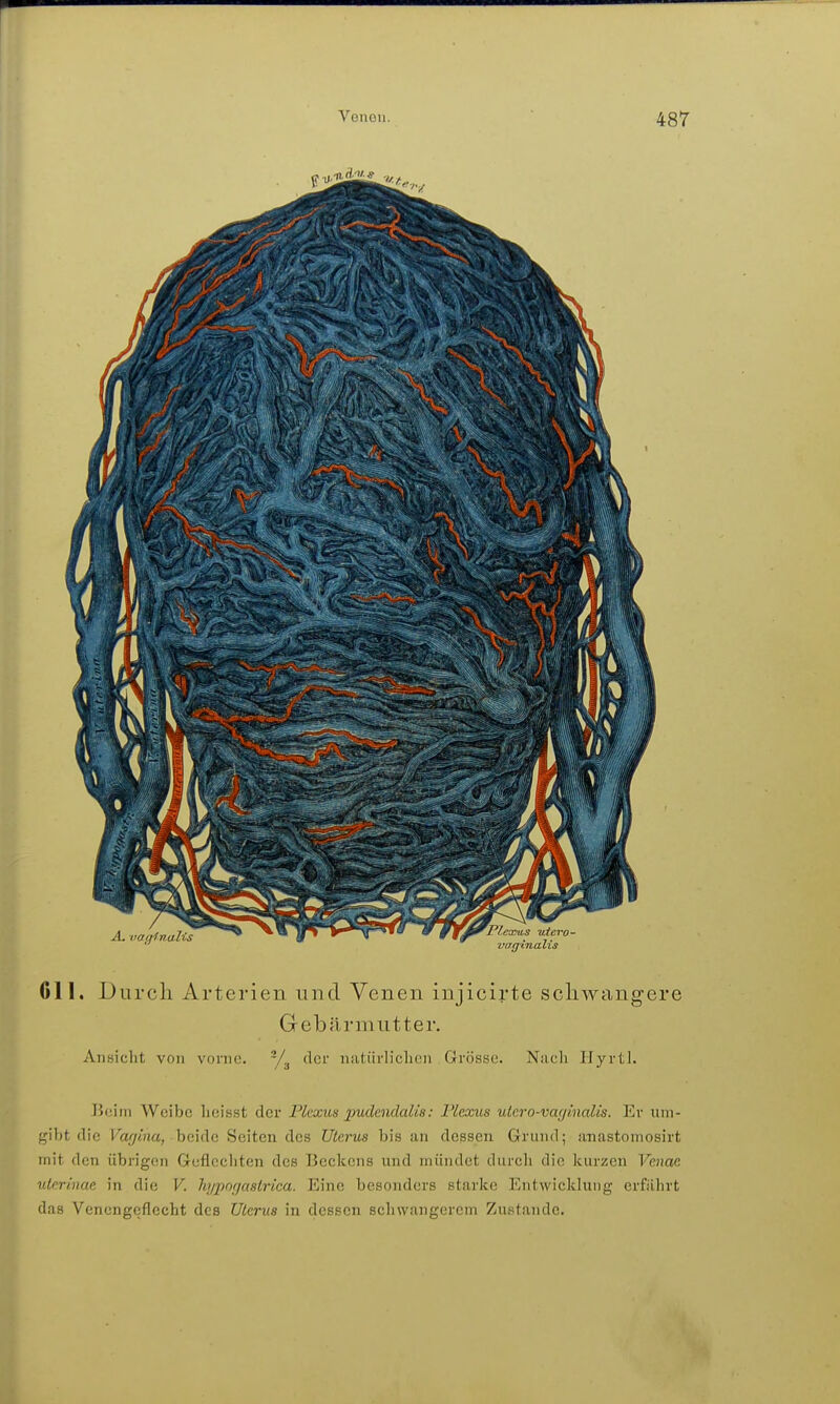 611. Durch Arterien und Venen injicirte schwangere Gebärmutter. Ansicht von vorne. -/^ der niitürliclien Grösse. Nach Hyrtl. ]>(!ini Weibe licisst der Plexus pudendalis: Plexus utero-vacjinalis. Ev um- fjiht die Varjma, beide Seiten des Uterus bis an dessen Grund; anastomosirt mit den übrigen Geflecliten des Beckens und mündet durch die kurzen Venae uteriime in die V. hyporjaslrica. Eine besonders starke Entwicklung erfährt das Venengeflecht des Ulerua in dessen schwangerem Zustande.