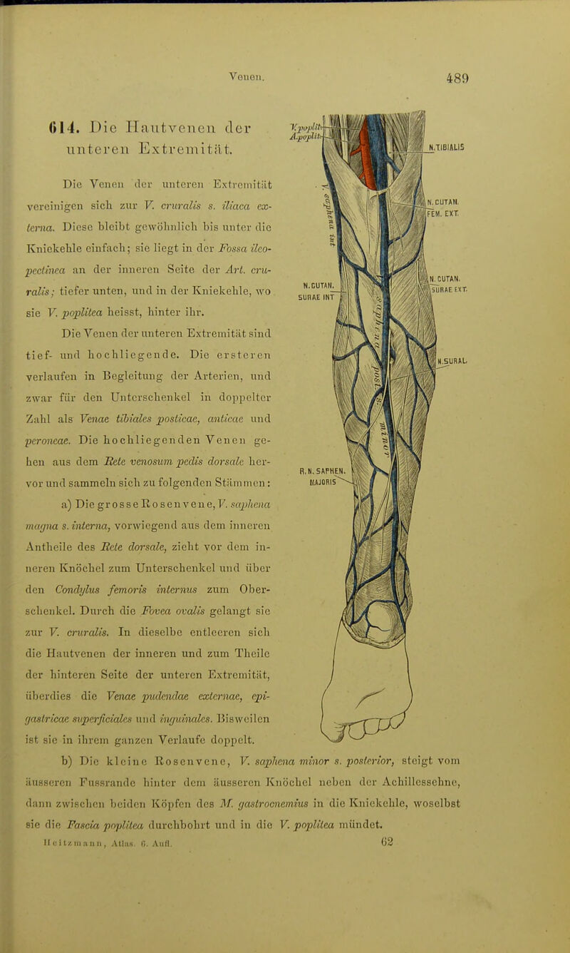 014. Die Hautvenen der unteren Extremität. A.jloßit- N.TIBIALIS Die Venen der unteren Extreinitiit vereinigen sich zur F. cruralis s. iliaca ex- terna. Diese bleibt gewöhnlich bis unter die Kniekehle einfach; sie liegt in der Fossa ileo- pedinea an der inneren Seite der Art. cru- ralis; tiefer unten, und in der Kniekehle, wo sie V. Poplitea hcisst, hinter ihr. Die Venen der unteren Extremität sind tief- und hochlicgeude. Die ersteren verlaufen in Begleitung der Arterien, und zwar für den Unterschenkel in doppelter Zahl als Venae tibiales posticae, anticae und peroncae. Die hochliegenden Venen ge- hen aus dem Rete venosum pedis dorsale her- vor und sammeln sich zu folgenden Stämmen : a) DiegrosseRosenvene,7. saphena magna s. interna, vorwiegend aus dem inneren Antheile des Bete dorsale, zieht vor dem in- neren Knöchel zum Unterschenkel und über den Condylus femoris internus zum Ober- schenkel. Durch die Fovea ovalis gelangt sie zur F. cruralis. In dieselbe entleeren sich die Hautvenen der inneren und zum Thcile der hinteren Seite der unteren Extremität, überdies die Fenae pudendae externae, epi- fjaslricae superficiales und inguinales. Bisweilen ist sie in ihrem ganzen Verlaufe doppelt. b) Die kleine Rosenvene, V. saphena minor s. posterior, steigt vom äusseren Fussrande hinter dem äusseren Knöchel neben der Achillessehne, dann zwischen beiden Köpfen des M. gastrocnemius in die Kniekehle, woselbst sie die Fascia poplitea durchbohrt und in die V. poplilca mündet. Müitzin.-iiiii Atlas. G. Aiid. 02