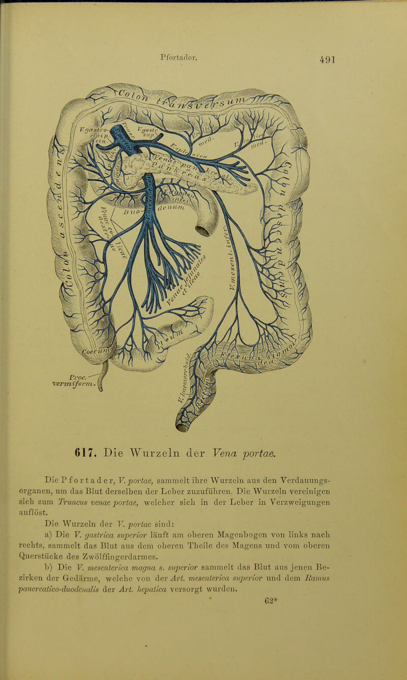 Pfort.'idpr. 617. Die Wurzeln der Veiia portae. Die P f 0 r t a d e r, V.portae, sammelt ihre Wurzeln aus den Verdauungs- organen, um das Blut derselben der Leber zuzuführen. Die Wurzeln vereinigen sich zum Truncus vcnae porlae, welcher sich in der Leber in Verzweigungen auflöst. Die Wurzeln der V. portae sind: a) Die F. f/aslrica supcrior läuft am oberen Magenbogen von links nach rechts, sammelt das Blut aus dem oberen Theilc des Magens und vom oberen Querstücke des Zwölffingerdarmes. b) Die V. mescntcr/'ca magna s. svpcrior sammelt das Blut aus jenen Be- zirken der Gedärme, welche von der Art. mesp.nterica supcrior uiul dem Jiaimis pancrealico-äuodcualis der Art. hqmtica versorgt wurden. C2»