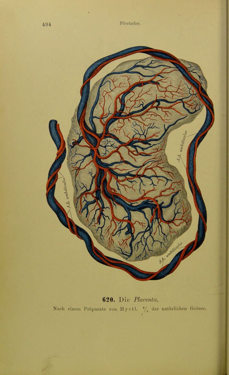030. Die Placenta. Nach einem Prii])ai-atc von Ilyrtl. der natürliclien (Jrösse.