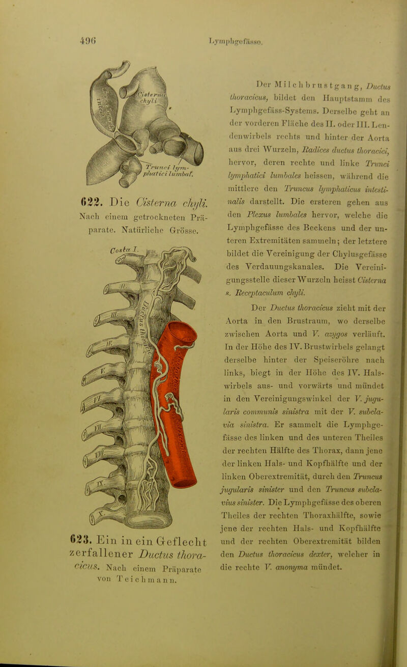 Lyiii|iIigüfä8H0. 022. Die Cisterna chyJi. Nach einem getrockneten Pr;l- parate. Natürliche Grösse. 633. Ein in ein Geflecht zerfall ener Ductus tJiova- CICUS. Nach einem Präparate von Teich mann. Der M i I c Ii h r ii r t g a n g, JJucliis Ihuracieus, bildet den IlauptKtannii des Lymphgefass-Systems. Derselbe geht au der vorderen Fläche des II. oder III. Len- denwirbels rechts und hinter der Aorta aus drei Wurzeln, Jiadiccs ductus Ihorackl, hervor, deren rechte und linke Trunci lymphatici lumbales heissen, während die mittlere den Truncus lyviphaliciis inlasii- nalls darstellt. Die ersteren gehen aus den Plexus lumhales hervor, welche die Lymphgefässe des Beckens und der un- teren Extremitäten sammeln; der letztere bildet die Vereinigung der Chylusgefässe des Verdauungskanales. Die Vereini- gungsstelle dieser Wurzeln heisst Cisfcrjux •f. Receptaeulum cliyli. Der Ductus Oioracicus zieht mit der Aorta in den Brustraum, wo derselbe zwischen Aorta und F. azygos verläuft. In der Höhe des IV. Brustwirbels gelangt derselbe hinter der Speiseröhre nach links, biegt in der Höhe des IV. Hals- wirbels aus- und vorwärts und mündet in den Vereiniguugswinkcl der V. jugu- laris communis sinistra mit der V. subcla- via sinistra. Er sammelt die Lymphge- fässe des linken und des unteren Theilcs der rechten Hälfte des Thorax, dann jene der linken Hals- und Kopfhälfte und der linken Obercxtremität, durch den Truncus jugularis sinister und den Truncus subcla- vius sinister. Die Lymphgefässe des oberen Theiles der rechten Thoraxhälfte, sowie jene der rechten Hals- und Kopfhälfte und der rechten Obercxtremität bilden den Ductus thoracicus dexter, welcher in die rechte F. anonyma mündet.