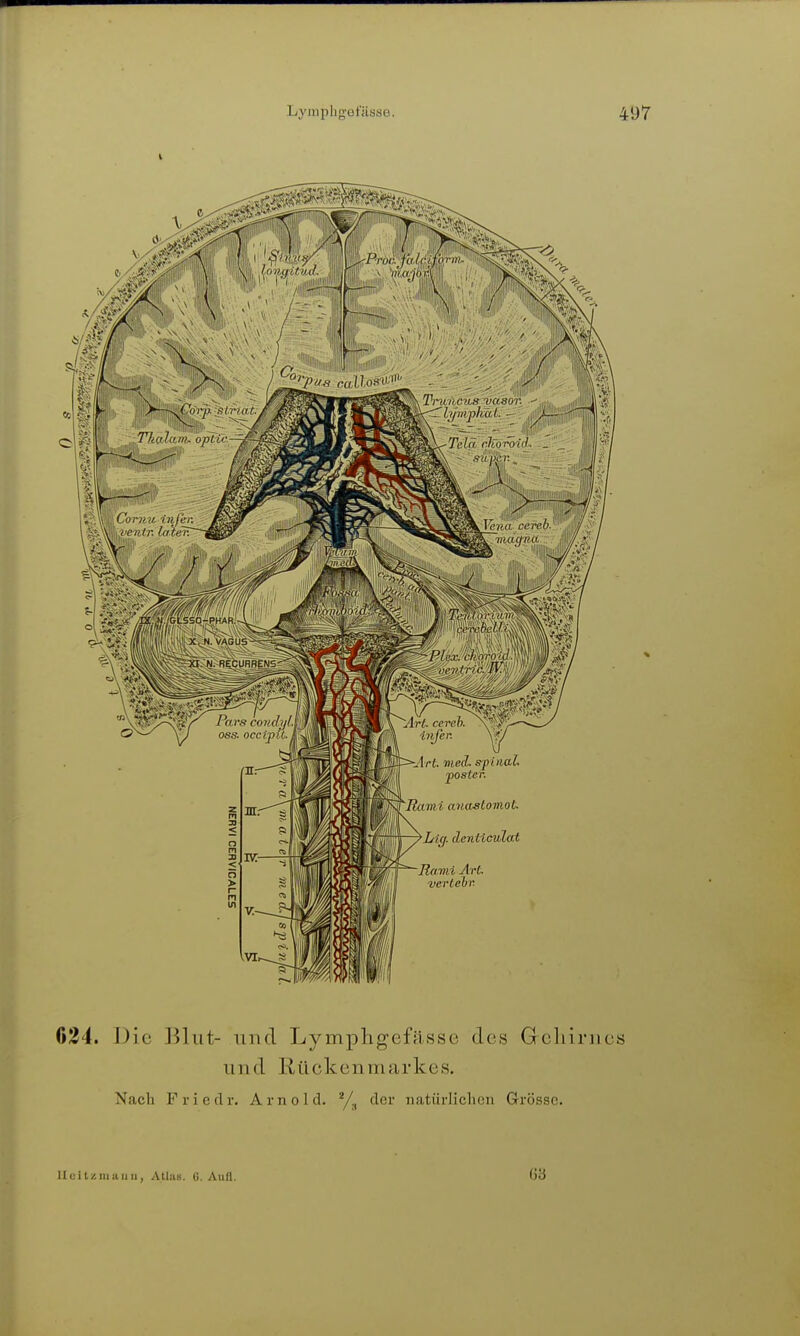 634. Die ]31ut- und Lymphgefässe des Geliirnes und Rückenmarkes. Nach F r i e d r. Amol d. y!, der natürlichen Grösse. H ei t/, III ii I) II, Atlas. G. Aufl. 68