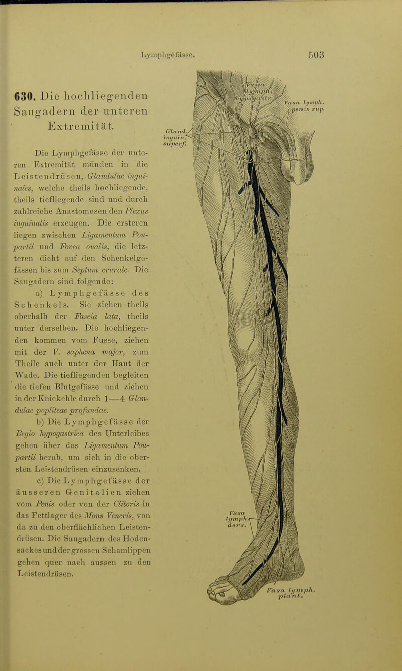 630. Die hochliegenden Sauo-adern der unteren Extremität. Die Lyinpligefässe der nnto- rcn Extremität münden in die Leistendrüsen, Glandulae ingui- nales, welche theils liocldiegcnde, theils tiefliegende sind und dnrcli zahlreiche Anastomosen den Plexus inr/uinalis erzeugen. Die ersteren liegen zwischen Ligamentum Pou- pariii und Fovea ovalis, die letz- teren dicht auf den Schenkelge- fässeu bis zum Septum crurale. Die Saugadern sind folgende: a) L y m p h g e f ä s s e des Schenkels. Sie ziehen theils oberhalb der Fascia lata, theils unter derselben. Die hochliegen- den kommen vom Fusse, ziehen mit der V. saphena major, zum Theile auch unter der Haut der Wade. Die tiefliegenden begleiten die tiefen Blutgefässe und ziehen in der Kniekehle durch 1—4 Glan- dulae popliteae proficndae. b) Die Lymphgefässe der Pegio h/pogastrica des Unterleibes gehen über das Ligamentum Pou- partii herab, um sich in die ober- sten Leistendrüsen einzusenken. c) Die Lymphgefässe der äusseren G-enitalien ziehen vom Penis oder von der Clitoris in das Fettlagcr des Möns Vencris, von da zu den oberflächlichen Leisten- drüsen. Die Saugadern des Hoden- sackes und der grossen Schamlippen gehen quer nach aussen zu den Leistendrüsen.