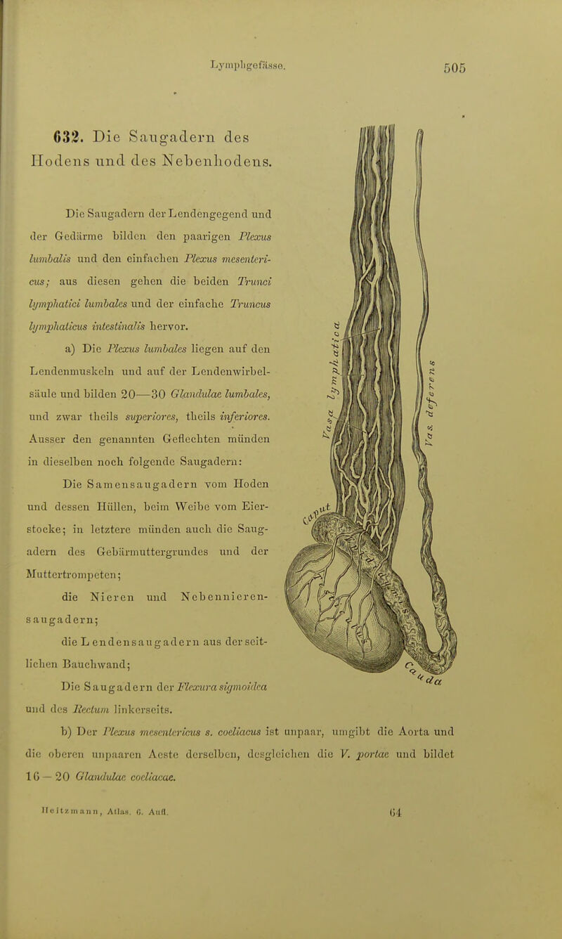 632. Die Saiigadern des Hodens und des Nebenhodens. Die Saugaclcrn derLcndengcgend und der Gedärme bilden den paarigen Plexus lumhalis und den einfachen Plexus mesenteri- eus; aus diesen gelien die beiden Trunci lijmphatici lumbales und der einfache Truncus lymphalicus inteslinalis hervor. a) Die Plexus lumbales liegen auf den Lendenmuskeln und auf der Lendenwirbel- säule und bilden 20—30 Glandulae lumbales, und zwar theils superiores, theils inferiores. Ausser den genannten Geflechten münden in dieselben noch folgende Saugadern: Die Samensaugadern vom Hoden und dessen Hüllen, beim Weibe vom Eier- stocke; in letztere münden auch die Saug- adern des Gebärmuttergrundes und der Muttertrompeten; die Nieren und Ncbennieren- s augadern; die L endensaugadern aus der seit- lichen Bauchwand; DieSaugadernder Flexura sigmoidea und des liectum linkerseits. b) Der Plexus mescnlericus s. coeliacus ist unpaar, umgibt die Aorta und die oberen unpaaren Aeste derselben, desgleichen die V. j^oriae und bildet IG — 20 Glandulae coeliacae. Heitzinaiin, Atlas, (i. Aull. (54