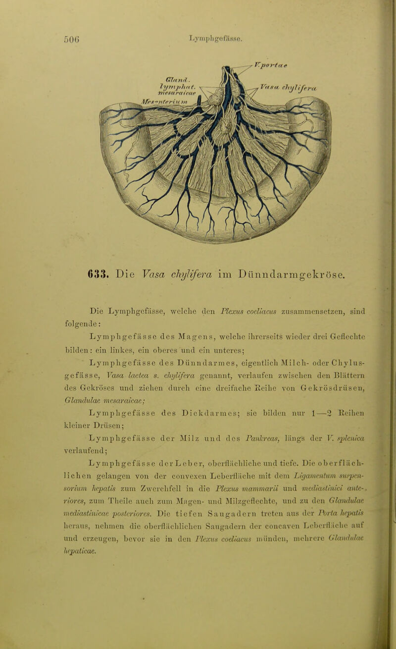 500 Lyni])ligefils«e. 633t Die Vasa chylifera im Dünndarmgekröse. Die Lympligcfiisse, welche den Plexus coeliacus zusammensetzen, sind folgende: Lympligcfiisse des Magens, welche ihrerseits wieder drei Geflechte Ijildcn: ein linkes, ein oberes und ein unteres; Lympligefässe des Dünndarmes, eigentlich Milch- oderChylus- gefässc, Vasa lactca s. chylifera genannt, verlaufen zwischen den Blättern des Gekröses und ziehen durch eine dreifache Eeihc von Gekrösdrüseu, Glandulae mcsaraicae; Lymphgefässe des Dickdarmes; sie bilden nur 1—2 Reihen kleiner Drüsen; Lymphgefässe der Milz und des Panlrcas, längs der T'. sjjlcnica verlaufend; Lymphgefässe derLeber, oberflächliche und tiefe. Die oberfläch- lichen gelangen von der convcxen Leberfläche mit dem Ligamenlum siu^pen- sorium hepatis zum Zwerchfell in die Plexus mammarii und mcdiastinici ante- riores, zum Theile auch zum Mngen- und Miizgeflechte, und zu den Glaiululae mcdiastinicae posteriores. Die tiefen Saugadern {vcicw üws i\cr Porta hepatis heraus, nehmen die oberflächlichen Saugadern der concaven Leberfläche auf und erzeugen, bevor sie in den Plexus coeliacus münden, mehrere Glandulae hcpaiicae.