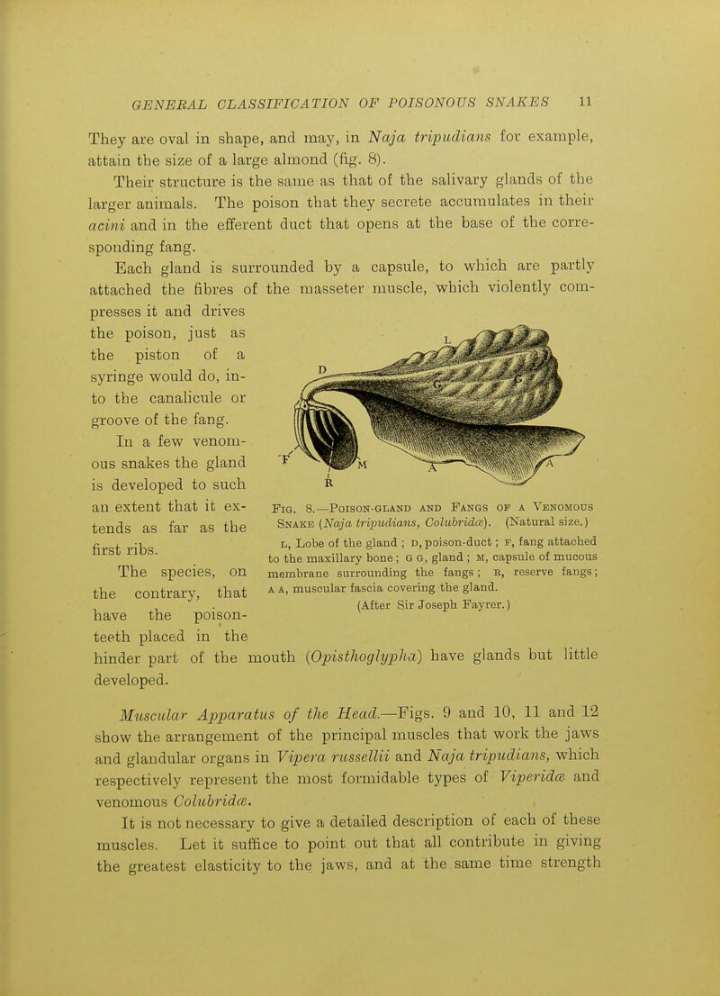 They are oval in shape, and may, in Naja tripudians for example, attain the size of a large almond (fig. 8). Their structure is the same as that of the salivary glands of the larger animals. The poison that they secrete accumulates in their acini and in the efferent duct that opens at the base of the corre- sponding fang. Each gland is surrounded by a capsule, to v^hich are partly attached the fibres of the masseter muscle, which violently com- presses it and drives the poison, just as the piston of a syringe would do, in- to the canalicule or groove of the fang. In a few venom- ous snakes the gland is developed to such an extent that it ex- tends as far as the first ribs. The species, on the contrary, that have the poison- teeth placed in the hinder part of the mouth (Opisthoglypha) have glands but little developed. Muscular Apparatus of the Head.—'Figs. 9 and 10, 11 and 12 show the arrangement of the principal muscles that work the jaws and glandular organs in Vipera russellii and Naja tripudians, which respectively represent the most formidable types of Viperidai and venomous Cohcbridce. It is not necessary to give a detailed description of each of these muscles. Let it suffice to point out that all contribute in giving the greatest elasticity to the jaws, and at the same time strength Pig. 8.—Poison-gland and Pangs of a Venomous Snake (Naja tripudians, Colubriclce). (Natural size.) D, Lobe of the gland ; d, poison-duct; f, fang attached to the maxillary bone ; G G, gland ; m, capsule of mucous membrane surrounding the fangs ; b, reserve fangs; A A, muscular fascia covering the gland. (After Sir Joseph Payrer.)