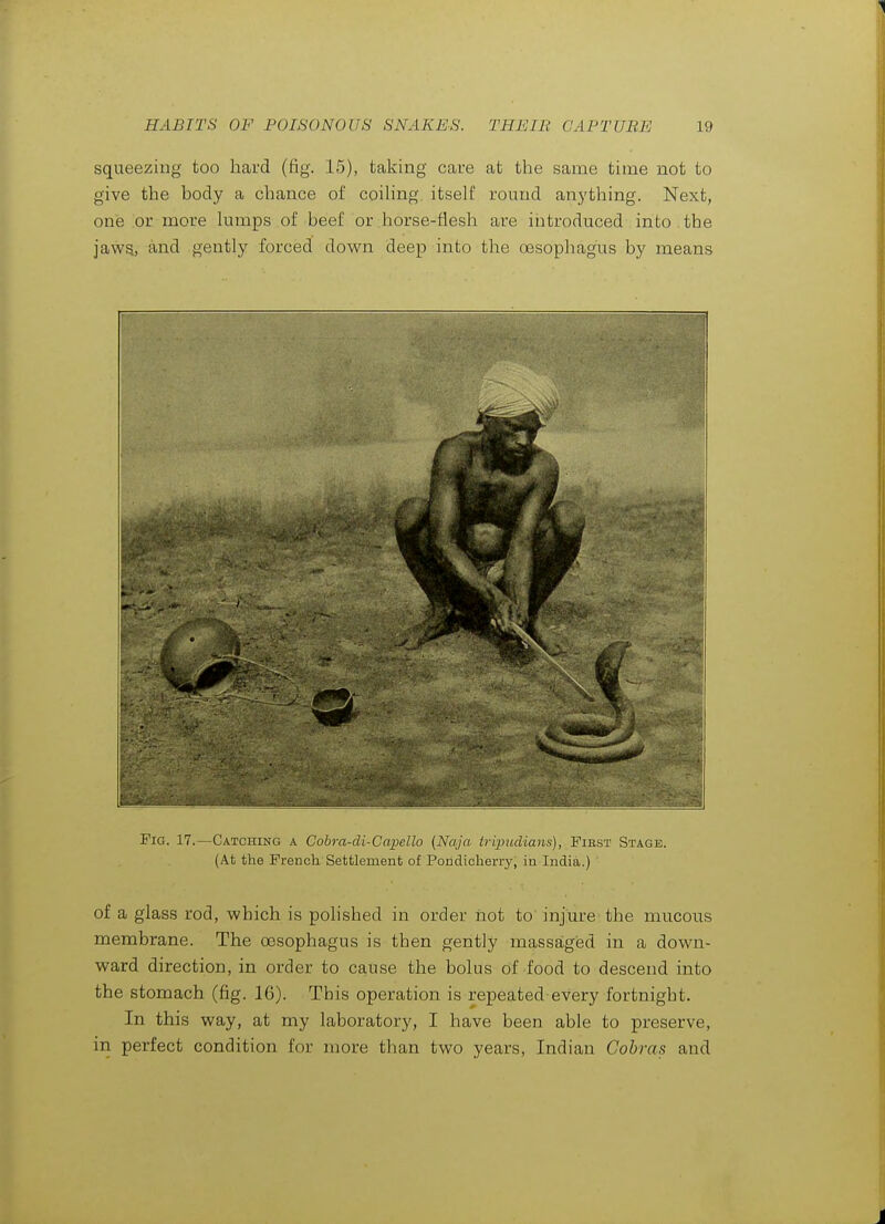 squeezing too hard (fig. 15), talcing care at the same time not to give the body a chance of coihng itself round anything. Next, one ov more lumps of beef or horse-flesh are introduced into the jaws, and gently forced down deep into the oesophagus by means Fig. 17.—Catching a Cobra-di-Cajpello (Naja iripudians), First Stage. (At the French Settlement of Pondicherry, in India.) of a glass rod, which is polished in order not to injure the mucous membrane. The oesophagus is then gently massaged in a down- ward direction, in order to cause the bolus Of food to descend into the stomach (fig. 16). This operation is repeated every fortnight. In this way, at my laboratory, I have been able to preserve, in perfect condition for more than two years, Indian Cobras and