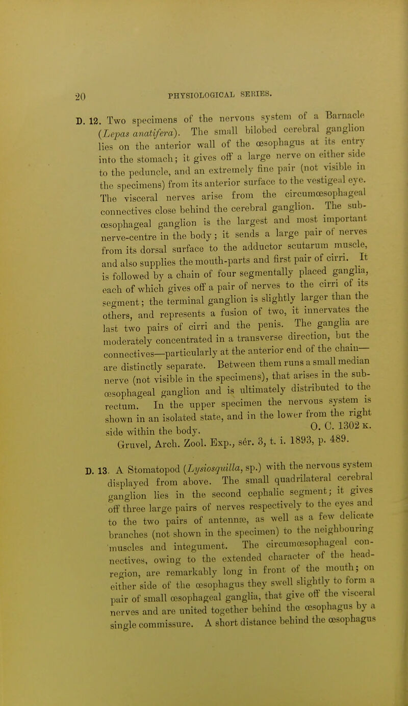 12 Two specimens of the nervous system of a Barnacle {Lepas ariatifera). The small bilobed cerebral ganghon lies on the anterior wall of the oesophagus at its entry into the stomach; it gives off a large nerve on either side to the peduncle, and an extremely fine pair (not visible m the specimens) from its anterior surface to the vestige.l eye. The visceral nerves arise from the circumoesophageal connectives close behind the cerebral ganglion. The sub- oesophageal ganglion is the largest and most important nerve-centre in the body; it sends a large pair ot nerves from its dorsal surface to the adductor scutarura muscle, and also supplies the mouth-parts and first pair of cirri, li is followed by a chain of four segmentally placed ganglia, each of which gives off a pair of nerves to the cirri of its seo-ment; the terminal ganglion is slightly larger than the others, and represents a fusion of two, it innervates the last two pairs of cirri and the penis. The ganglia are moderately concentrated in a transverse direction, but^ the connectives-particularly at the anterior end of the chaiu- are distinctly separate. Between them runs a small median nerve (not visible in the specimens), that arises in the sub- oesophageal ganglion and is ultimately distributed to the rectum. In the upper specimen the nervous system is shown in an isolated state, and in the lower ^om the right side within the body. 0. U 1302 K. Gruvel, Arch. Zool. Exp., s6r. 3, t. i. 1893, p. 489. D. 13. A Stomatopod {Lysiosquilla, sp.) with the nervous system displayed from above. The small quadrilateral cerebral ganglion lies in the second cephaUc segment; it gives off three large pairs of nerves respectively to the eyes and to the two pairs of antennae, as well as a few delicate branches (not shown in the specimen) to the neighbourmg muscles and integument. The circumoesophageal con- nectives, owing to the extended character of the head- rerrion, are remarkably long in front of the mouth; on either side of the cBsophagus they swell slightly to form a pair of small oesophageal ganglia, that give off the visceral nerves and are united together behind the cesophagus by a single commissure. A short distance behind the oesophagus