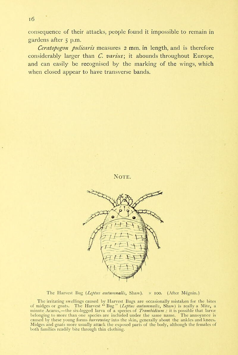 consequence of their attacks, people found it impossible to remain in gardens after 5 p.m. Ceratopogon pulicaris measures 2 mm. in length, and is therefore considerably larger than C. varius; it abounds throughout Europe, and can easily be recognised by the marking of the wings, which when closed appear to have transverse bands. Note. The Harvest Bug (Lefitas aatiiiunalis, Shaw), x 100. (After Megnin.) The irritating swellings caused by Harvest Bugs are occasionally mistaken for the biles of midges or gnats. The Harvest  Bug  (Leptus aictumiialis, Shaw) is really a Mite, a minute Acarus,—the six-legged larva of a species of Trombidium ; it is possible that larvse belonging to more than one species are included under the same name. The annoyance is caused by these young forms burrowing into the skin, generally about the ankles and knees. Midges and gnats more usually attack the exposed parts of the body, although the females of both families readily bite through thin clothing.