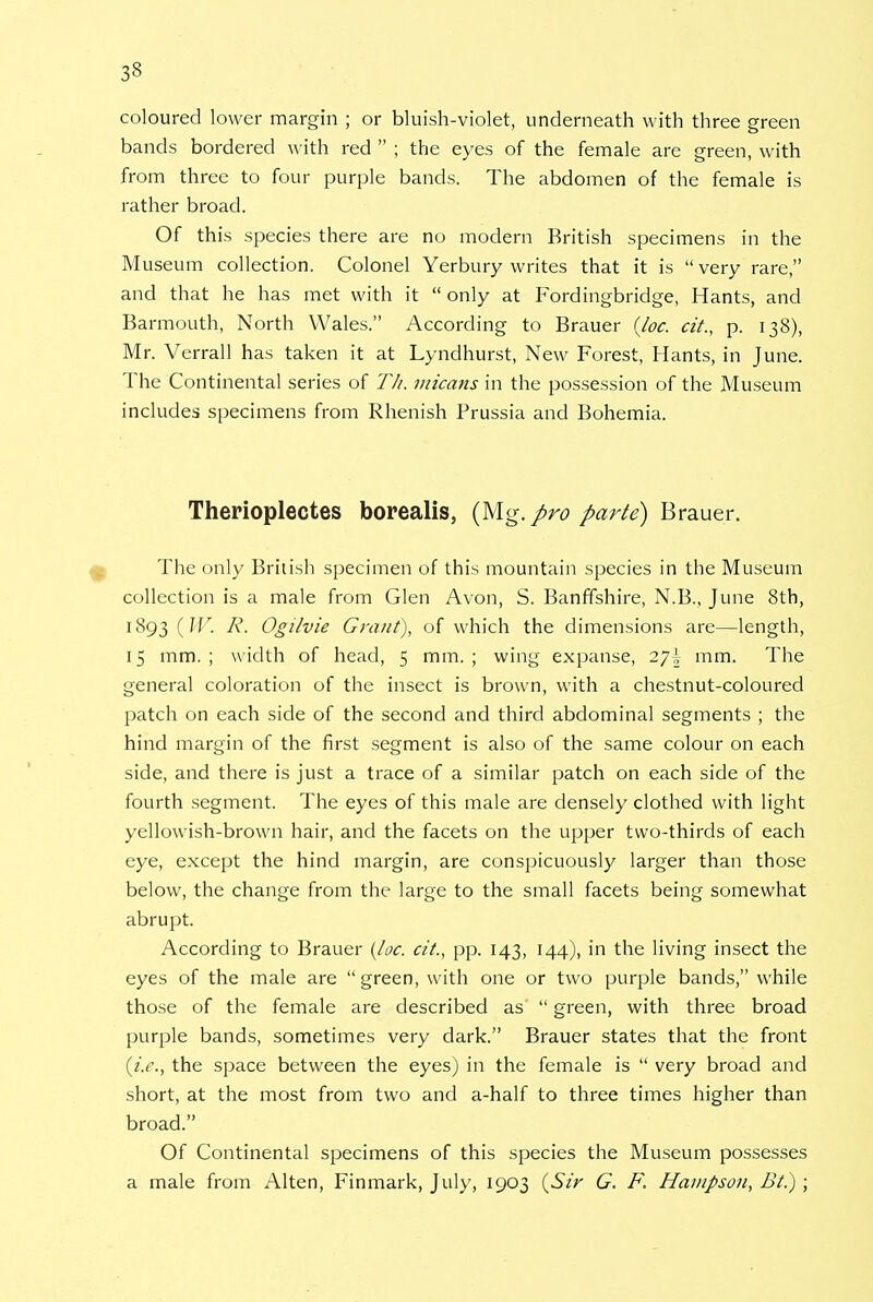 coloured lower margin ; or bluish-violet, underneath with three green bands bordered with red  ; the eyes of the female are green, with from three to four purple bands. The abdomen of the female is rather broad. Of this species there are no modern British specimens in the M useum collection. Colonel Yerbury writes that it is  very rare, and that he has met with it  only at Fordingbridge, Hants, and Barmouth, North Wales. According to Brauer (Joe. cit., p. 138), Mr. Verrall has taken it at Lyndhurst, New Forest, Hants, in June. The Continental series of T/i. micans in the possession of the Museum includes specimens from Rhenish Prussia and Bohemia. Therioplectes borealis, (Mg.pro parte) Brauer. The only British specimen of this mountain species in the Museum collection is a male from Glen Avon, S. Banffshire, N.B., June 8th, 1893 {IV. R. Ogilvie Grant), of which the dimensions are—length, 15 mm.; width of head, 5 mm.; wing expanse, 2*]\ mm. The general coloration of the insect is brown, with a chestnut-coloured patch on each side of the second and third abdominal segments ; the hind margin of the first segment is also of the same colour on each side, and there is just a trace of a similar patch on each side of the fourth segment. The eyes of this male are densely clothed with light yellowish-brown hair, and the facets on the upper two-thirds of each eye, except the hind margin, are conspicuously larger than those below, the change from the large to the small facets being somewhat abrupt. According to Brauer Joe. cit., pp. 143, 144), in the living insect the eyes of the male are green, with one or two purple bands, while those of the female are described as  green, with three broad purple bands, sometimes very dark. Brauer states that the front {i.e., the space between the eyes) in the female is  very broad and short, at the most from two and a-half to three times higher than broad. Of Continental specimens of this species the Museum possesses a male from Alten, Finmark, July, 1903 {Sir G. F. Hampsou, Bt.);
