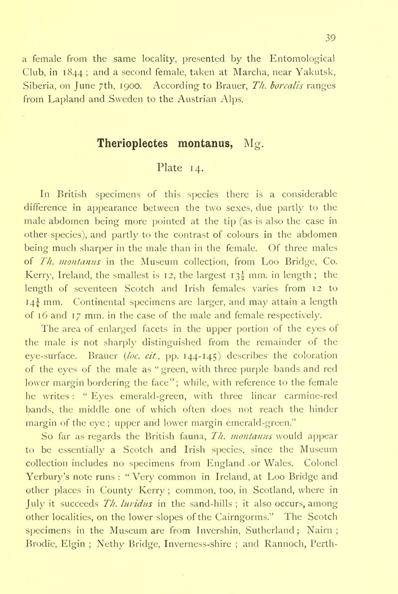 a female from the same locality, presented by the Entomological Club, in 1844 ; and a second female, taken at Marcha, near Yakutsk, Siberia, on June 7th, 1900. According to Brauer, 77/. borealis ranges from Lapland and Sweden to the Austrian Alps. Therioplectes montanus, Mg. Plate 14. In British specimens of this species there is a considerable difference in appearance between the two sexes, due partly to the male abdomen being mure pointed at the tip (as is also the case in other species), and partly to the contrast of colours in the abdomen being much sharper in the male than in the female. Of three males of Th. montanus in the Museum collection, from Loo Bridge, Co. Kerry, Ireland, the smallest is 12, the largest 13! mm. in length ; the length of seventeen Scotch and Irish females varies from 12 to 14^ mm. Continental specimens are larger, and may attain a length of 16 and 17 mm. in the case of the male and female respectively. The area of enlarged facets in the upper portion of the eyes of the male is not sharply distinguished from the remainder of the eye-surface. Brauer {loc. cit., pp. 144-145) describes the coloration of the eyes of the male as  green, with three purple bands and red lower margin borderincr the face; while, with reference to the female he writes :  Eyes emerald-green, with three linear carmine-red bands, the middle one of which often does not reach the hinder margin of the eye ; upper and lower margin emerald-green. So far as regards the British fauna, T/i, montanus would appear to be essentially a Scotch and Irish species, since the Museum collection includes no specimens from England .or Wales. Colonel Yerbury's note runs :  Very common in Ireland, at Loo Bridge and other places in County Kerry ; common, too, in Scotland, where in July it succeeds 77/. luridus in the sand-hills ; it also occurs, among other localities, on the lower slopes of the Cairngorms. The Scotch specimens in the Museum are from Invershin, Sutherland; Nairn; Brodie, Elgin ; Nethy Bridge, Inverness-shire ; and Rannoch, Perth-