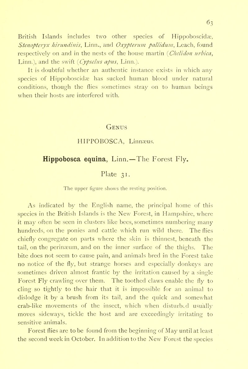 British Islands includes two other species of Hippoboscidae, Stenopteryx hirundinis, Linn., and Oxypterum pallidum, Leach, found respectively on and in the nests of the house martin {Chelidon urbica, Linn.), and the swift {Cyp.selns apus, Linn.). It is doubtful whether an authentic instance exists in which any species of Hippoboscidai has sucked human blood under natural conditions, though the flies sometimes stray on to human beings when their hosts are interfered with. Genus HIPPOBOSCA, Linnaeus. Hippobosca equina, Linn.—The Forest Fly. Plate 31. The upper figure shows the resting position. As indicated by the English name, the principal home of this species in the British Islands is the New Forest, in Hampshire, where it may often be seen in clusters like bees, sometimes numbering many hundreds, on the ponies and cattle which run wild there. The flies chiefly congregate on parts where the skin is thinnest, beneath the tail, on the perinaeum, and on the inner surface of the thighs. The bite does not seem to cause pain, and animals bred in the Forest take no notice of the fly, but strange horses and especially donkeys are sometimes driven almost frantic by the irritation caused by a single Forest Fly crawling over them. The toothed claws enable the fly to cling so tightly to the hair that it is impossible for an animal to dislodge it by a brush from its tail, and the quick and somewhat crab-like movements of the insect, which when disturbed usually moves sideways, tickle the host and are exceedingly irritating to sensitive animals. Forest flies are to be found from the beginning of May until at least the second week in October. In addition to the New Forest the species