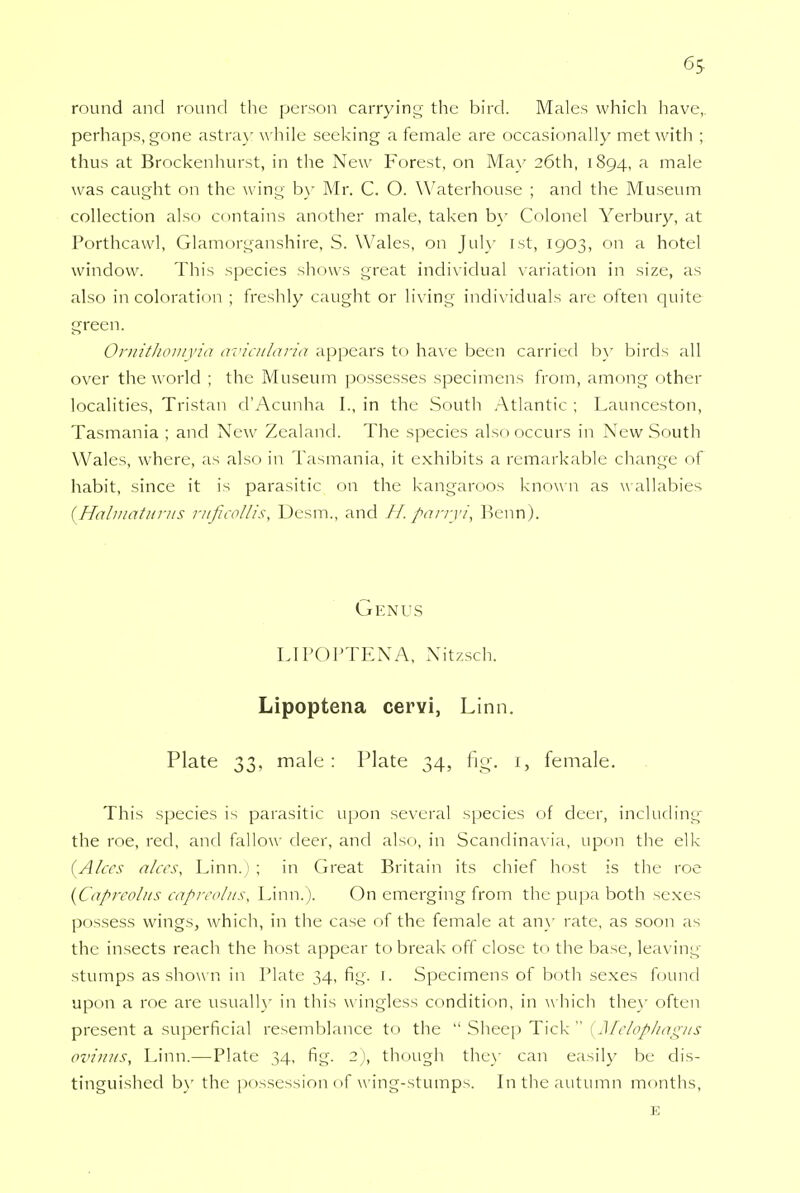 6S round and round the person carrying the bird. Males which have,, perhaps, gone astray while seeking a female are occasionally met with ; thus at Brockenhurst, in the New Forest, on May 26th, 1894, a male was caught on the wing by Mr. C. O. Waterhouse ; and the Museum collection also contains another male, taken by Colonel Yerbury, at Porthcawl, Glamorganshire, S. Wales, on July 1st, 1903, on a hotel window. This species shows great individual variation in size, as also in coloration ; freshly caught or living individuals are often quite green. Omithomyia avicularia appears to have been carried by birds all over the world ; the Museum possesses specimens from, among other localities, Tristan d'Acunha I., in the South Atlantic ; Launceston, Tasmania ; and New Zealand. The species also occurs in New South Wales, where, as also in Tasmania, it exhibits a remarkable change of habit, since it is parasitic on the kangaroos known as wallabies (Halmatums nificollis, Desm., and H. parryi, Bonn). Genus LIPOPTENA, Nitzsch. Lipoptena cervi, Linn. Plate 33, male: Plate 34, fig. 1, female. This species is parasitic upon several species of deer, including the roe, red, and fallow deer, and also, in Scandinavia, upon the elk (Alecs alces, Linn.1; in Great Britain its chief host is the roe {Capreolus capreolns, Linn.). On emerging from the pupa both sexes possess wings, which, in the case of the female at any rate, as soon as the insects reach the host appear to break off close to the base, leaving stumps as show n in Plate 34, fig. 1. Specimens of both sexes found upon a roe are usually in this wingless condition, in w hich they often present a superficial resemblance to the  Sheep Tick  {Melophagns ovinus, Linn.—Plate 34, fig. 2), though they can easily be dis- tinguished by the possession of wing-stumps. In the autumn months, E
