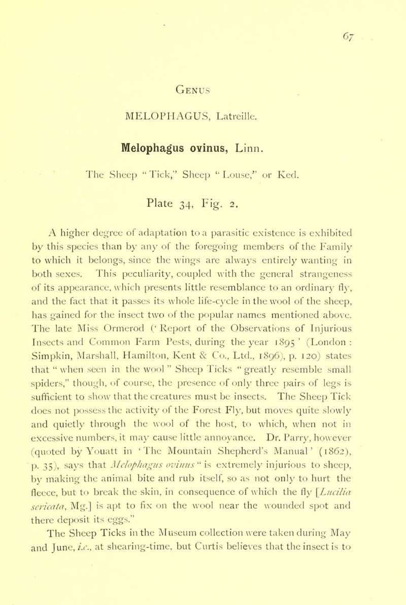 Genus MELOPHAGUS, Latreille. Melophagus ovinus, Linn. The Sheep  Tick, Sheep  Louse, or Keel. Plate 34, Fig. 2. A higher degree of adaptation to a parasitic existence is exhibited by this species than by any of the foregoing members of the Family to which it belongs, since the wings are always entirely wanting in both sexes. This peculiarity, coupled with the general strangeness of its appearance, which presents little resemblance to an ordinary fly, and the fact that it passes its whole life-cycle in the wool of the sheep, has gained for the insect two of the popular names mentioned above. The late Miss Ormerod (' Report of the Observations of Injurious Insects and Common Farm Pests, during the year 1895 ' (London : Simpkin, Marshall, Hamilton, Kent & Co., Ltd., 1896), p. 120) states that  when seen in the wool  Sheep Ticks  greatly resemble small spiders, though, of course, the presence of only three pairs of legs is- sufficient to show that the creatures must be insects. The Sheep Tick does not possess the activity of the Forest Fly, but moves quite slowly and quietly through the wool of the host, to which, when not in excessive numbers, it may cause little annoyance. Dr. Parry, however (quoted by Youatt in 'The Mountain Shepherd's Manual' (1862), p. 35), says that Alclopliagus ovinus  is extremely injurious to sheep, by making the animal bite and rub itself, so as not only to hurt the fleece, but to break the skin, in consequence of which the fly [Lucilia sericata, Mg.] is apt to fix on the wool near the wounded spot and there deposit its eggs. The Sheep Ticks in the Museum collection were taken during May and Tune, i.e., at shearing-time, but Curtis believes that the insect is to