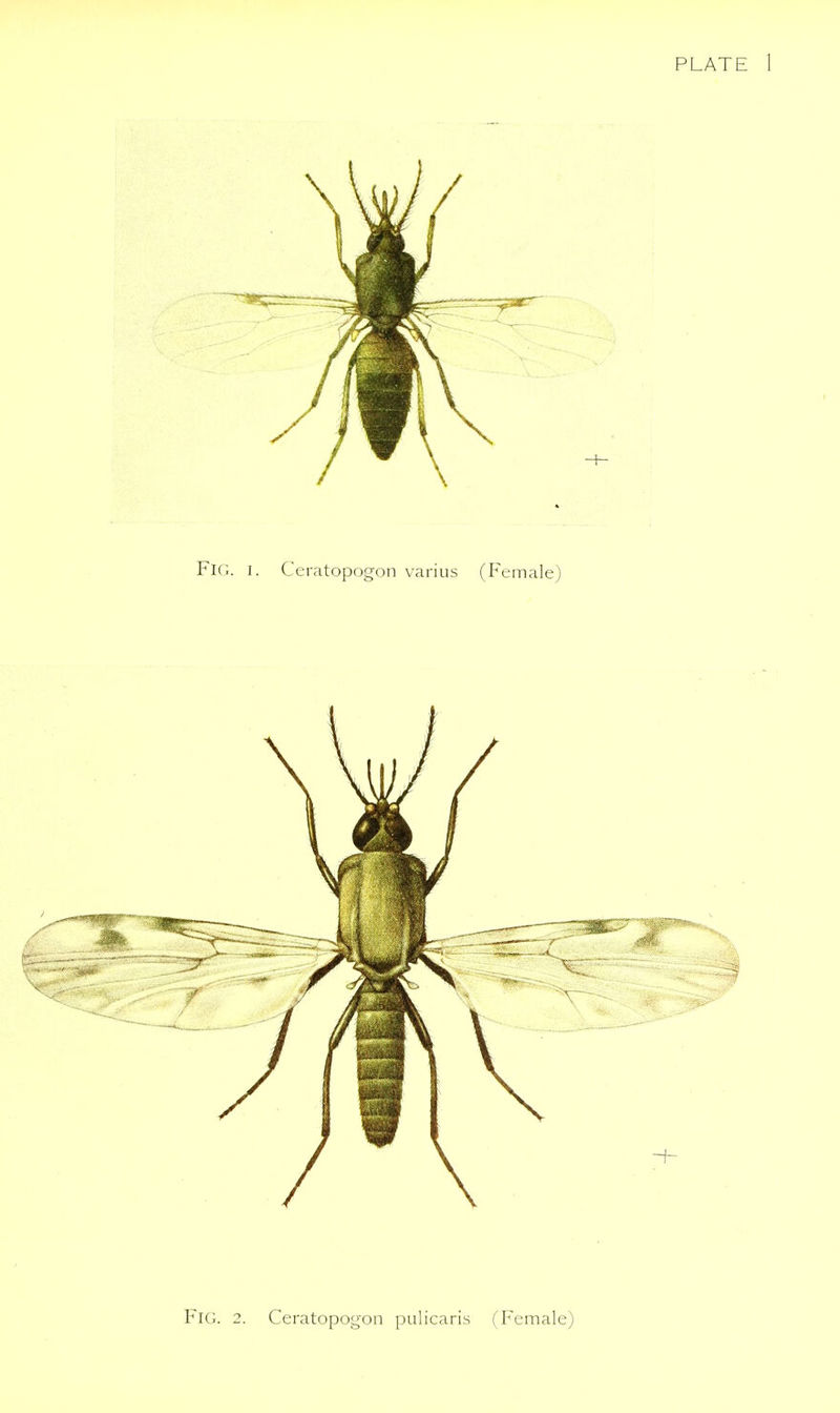 PLATE 1 Fig. 2. Ceratopogon pulicaris (Female)