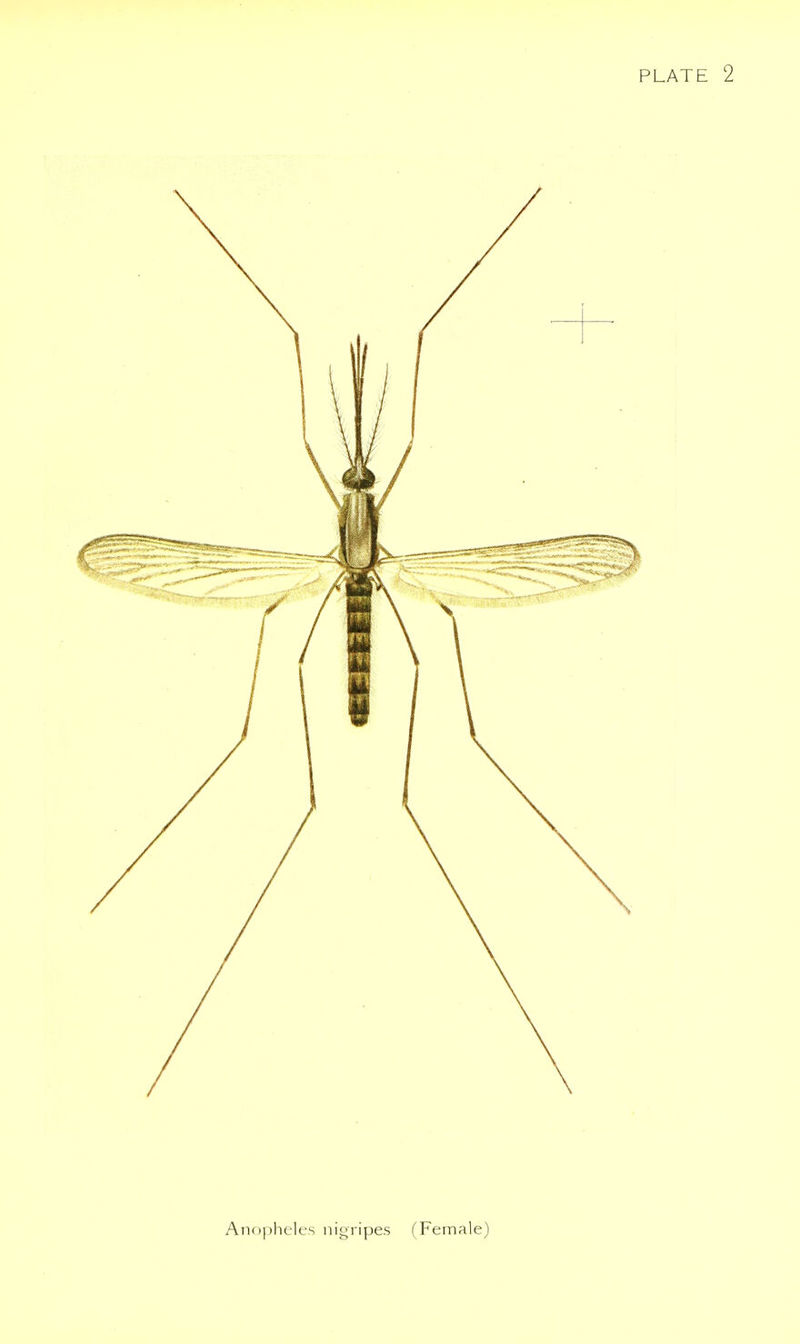 Anopheles nigripes (Female)