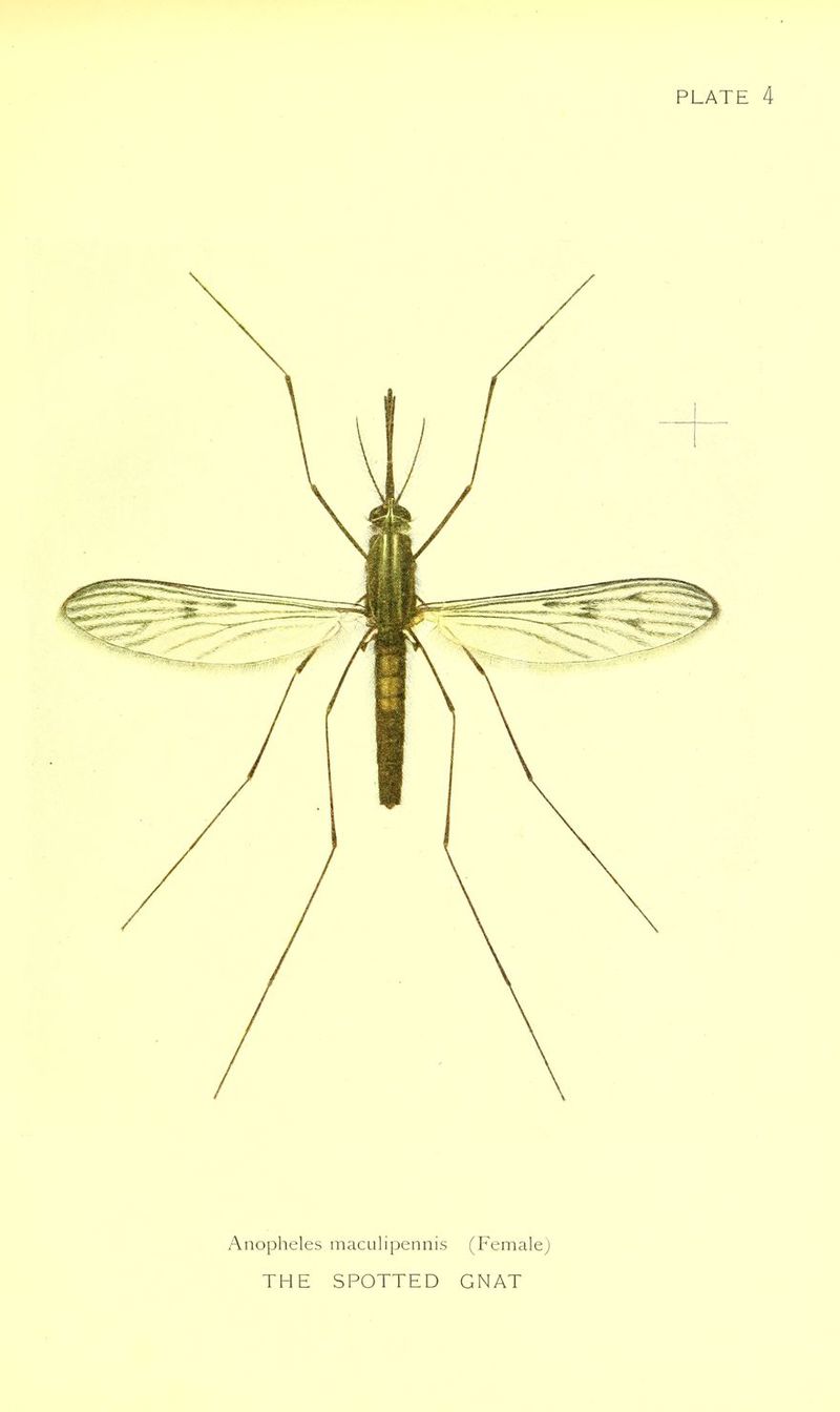 nopheles maculipennis (Fema THE SPOTTED GNAT
