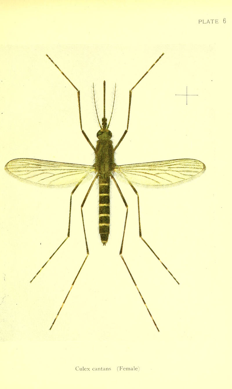 Culex cantans (Female)