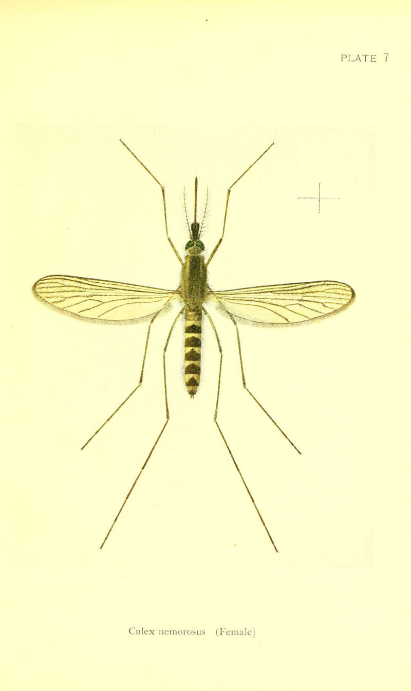 Culex nemorosus (Female)