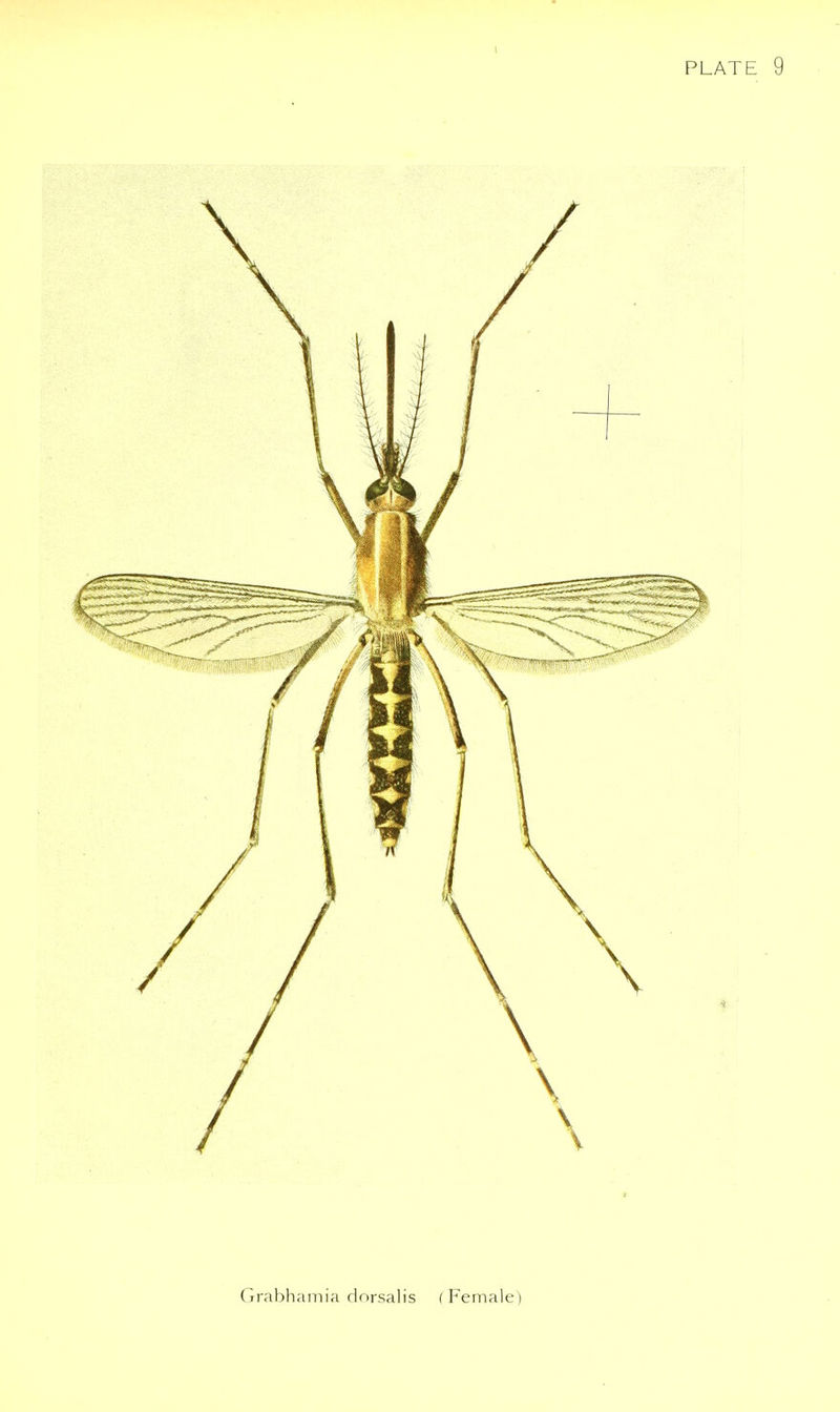 Grabhamia dorsalis ( Female)