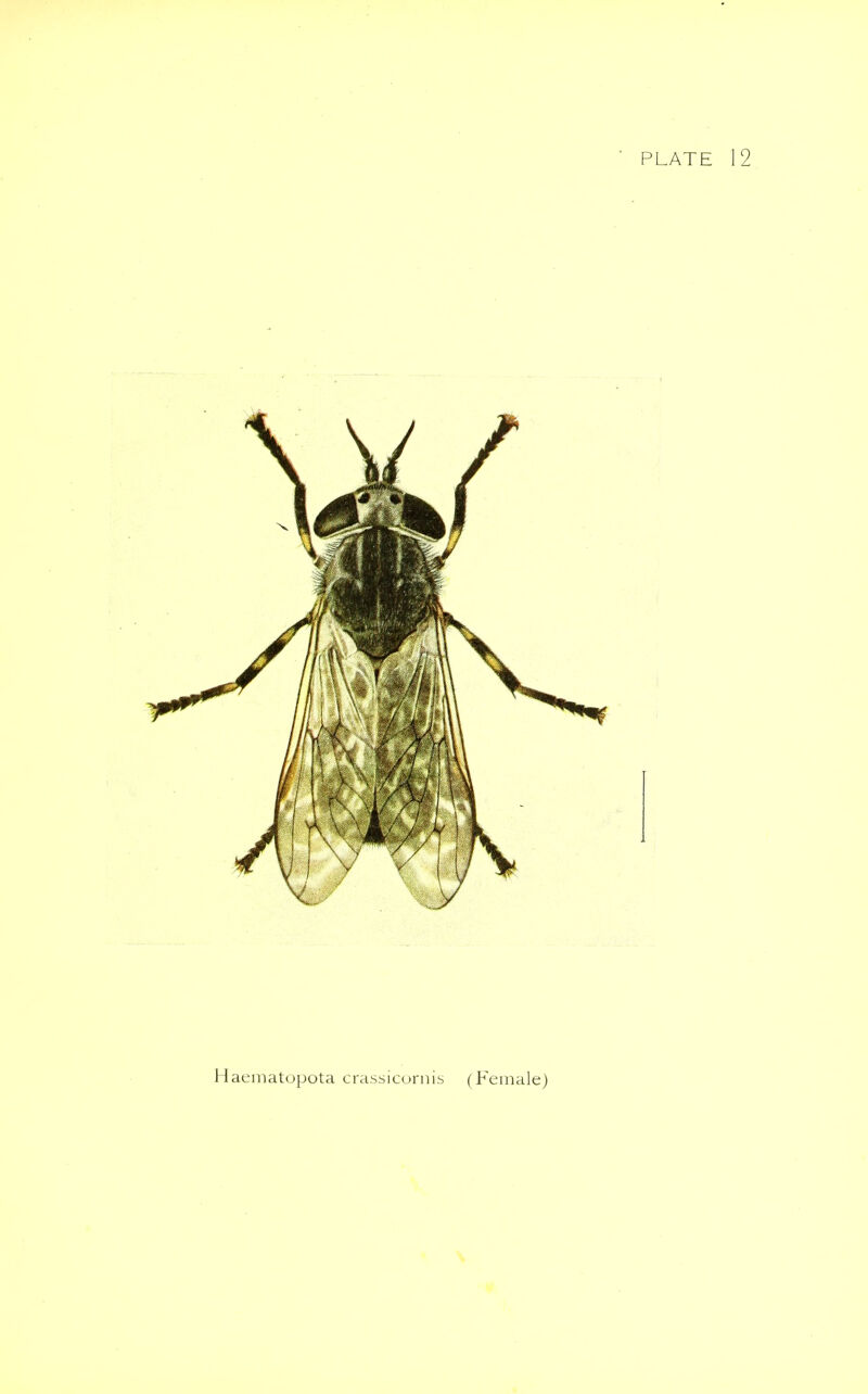 PLATE Haematopota crassicornis (Female)