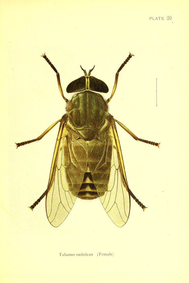 PLATE 20 Tabanus sudeticus (Female)