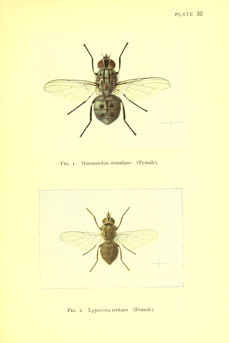 FlG. 2. Lyperosia irritans (Female)