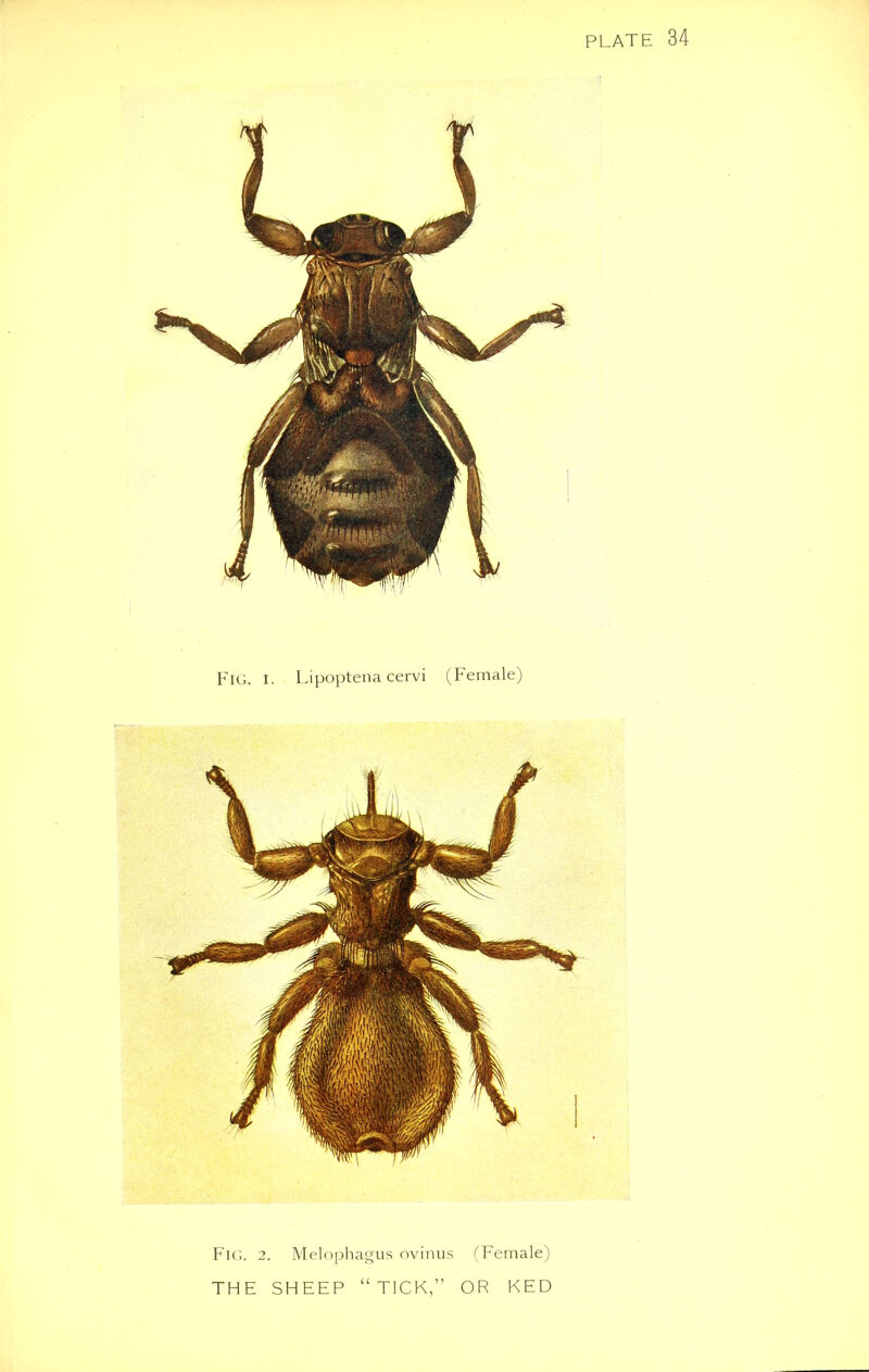 FIG. i. Lipoptena cervi (Female) FlG. 2. Melophagus ovinus (Female) THE SHEEP TICK, OR KED