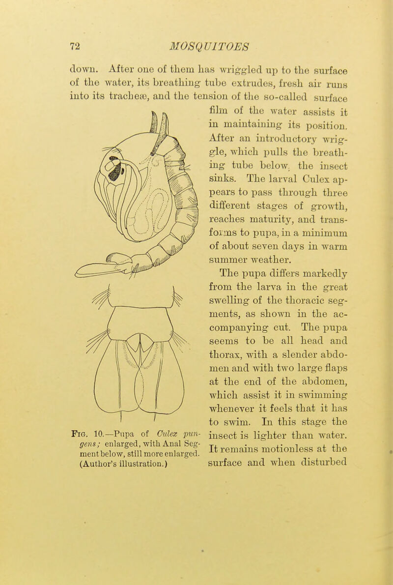 down. After one of them lias wriggled up to the surface of the water, its breathing- tube extrudes, fresh air runs into its trachea), and the tension of the so-called surface film of the water assists it in maintaining its position. After an introductory wrig- gle, which pulls the breath- ing tube below, the insect sinks. The larval Culex ap- pears to pass through three different stages of growth, reaches maturity, and trans- forms to pupa, in a minimum of about seven days in warm summer weather. The pupa differs markedly from the larva in the great swelling of the thoracic seg- ments, as shown in the ac- companying cut. The pupa seems to be all head and thorax, with a slender abdo- men and with two large flaps at the end of the abdomen, which assist it in swimming whenever it feels that it has to swim. In this stage the Fig. 10.—Pupa of Culex pun- insect is lighter than water. gens; enlarged, with Anal Seer- T. . ,. 1 ,1 mentbelow. rtlllmoreenlarged. It remains motionless at the (Author's illustration.) surface and when disturbed