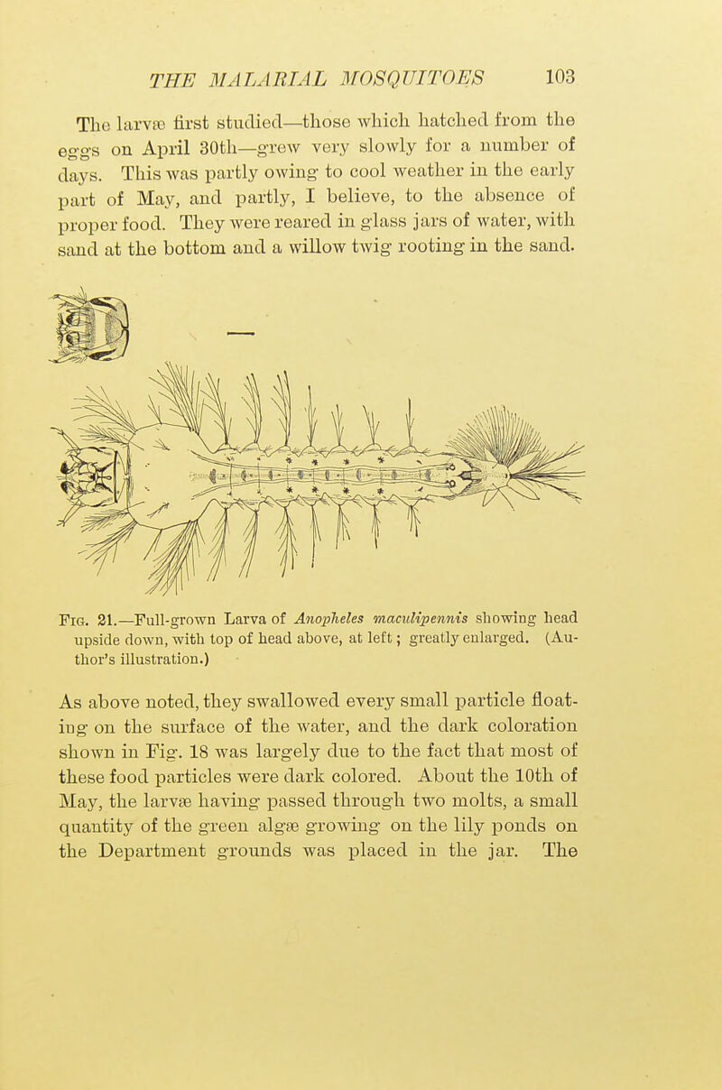 The larvae first studied—those which hatched from the eggs on April 30th—grew very slowly for a number of days. This was partly owing to cool weather in the early part of May, and partly, I believe, to the absence of proper food. They were reared in glass jars of water, with sand at the bottom and a willow twig rooting in the sand. Fig. 21.—Full-grown Larva of Anopheles maculipennis showing head upside down, with top of head above, at left; greatly enlarged. (Au- thor's illustration.) As above noted, they swallowed every small particle float- ing on the surface of the water, and the dark coloration shown in Fig. 18 was largely due to the fact that most of these food particles were dark colored. About the 10th of May, the larvae having passed through two molts, a small quantity of the green algae growing on the lily ponds on the Department grounds was placed in the jar. The