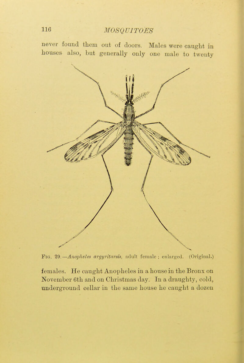 never found them out of doors. Males were caught in houses also, but generally only one male to twenty Fig. 29.—Anopheles argyritarsis, adult female ; enlarged. (Original.) females. He caught Anopheles in a house in the Bronx on November 6th and on Christmas day. In a draughty, cold, underground cellar in the same house he caught a dozen