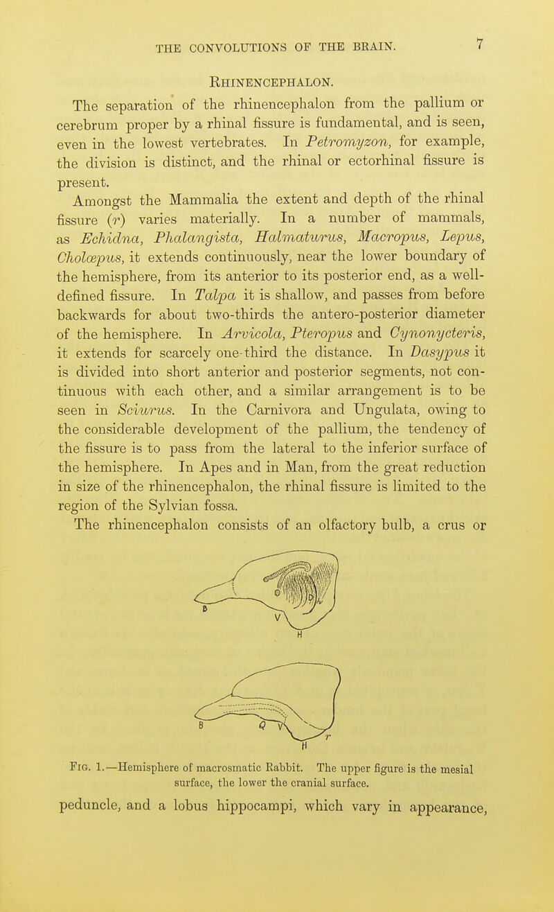 Rhinencephalon. The separation of the rhinencephalon from the pallium or cerebrum proper by a rhinal fissure is fundamental, and is seen, even in the lowest vertebrates. In Petromyzon, for example, the division is distinct, and the rhinal or ectorhinal fissure is present. Amongst the Mammalia the extent and depth of the rhinal fissure (r) varies materially. In a number of mammals, as Echidna, Phalangista, Halmaturus, Macropus, Lepus, Choloepus, it extends continuously, near the lower boundary of the hemisphere, from its anterior to its posterior end, as a well- defined fissure. In Talpa it is shallow, and passes from before backwards for about two-thirds the antero-posterior diameter of the hemisphere. In Arvicola, Pteropus and Gynonycteris, it extends for scarcely one-third the distance. In Dasypus it is divided into short anterior and posterior segments, not con- tinuous with each other, and a similar arrangement is to be seen in Sciurus. In the Carnivora and Ungulata, owing to the considerable development of the pallium, the tendency of the fissure is to pass from the lateral to the inferior surface of the hemisphere. In Apes and in Man, from the great reduction in size of the rhinencephalon, the rhinal fissure is limited to the region of the Sylvian fossa. The rhinencephalon consists of an olfactory bulb, a crus or B Q \^—■^r H Fig. 1.—Hemisphere of macrosmatic Rabbit. The upper figure is the mesial surface, the lower the cranial surface. peduncle, and a lobus hippocampi, which vary in appearance.