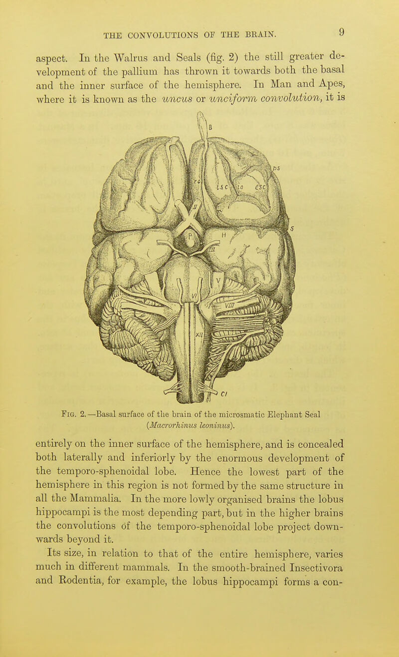 aspect. In the Walrus and Seals (fig. 2) the still greater de- velopment of the pallium has thrown it towards both the basal and the inner surface of the hemisphere. In Man and Apes, where it is known as the uncus or unciform convolution, it is Fig. 2.—Basal surface of the brain of the microsmatic Elephant Seal {Macrorhinus leoninus). entirely on the inner surface of the hemisphere, and is concealed both laterally and inferiorly by the enormous development of the temporo-sphenoidal lobe. Hence the lowest part of the hemisphere in this region is not formed by the same structure in all the Mammalia. In the more lowly organised brains the lobus hippocampi is the most depending part, but in the higher brains the convolutions of the temporo-sphenoidal lobe project down- wards beyond it. Its size, in relation to that of the entire hemisphere, varies much in different mammals. In the smooth-brained Insectivora and Rodentia, for example, the lobus hippocampi forms a con-