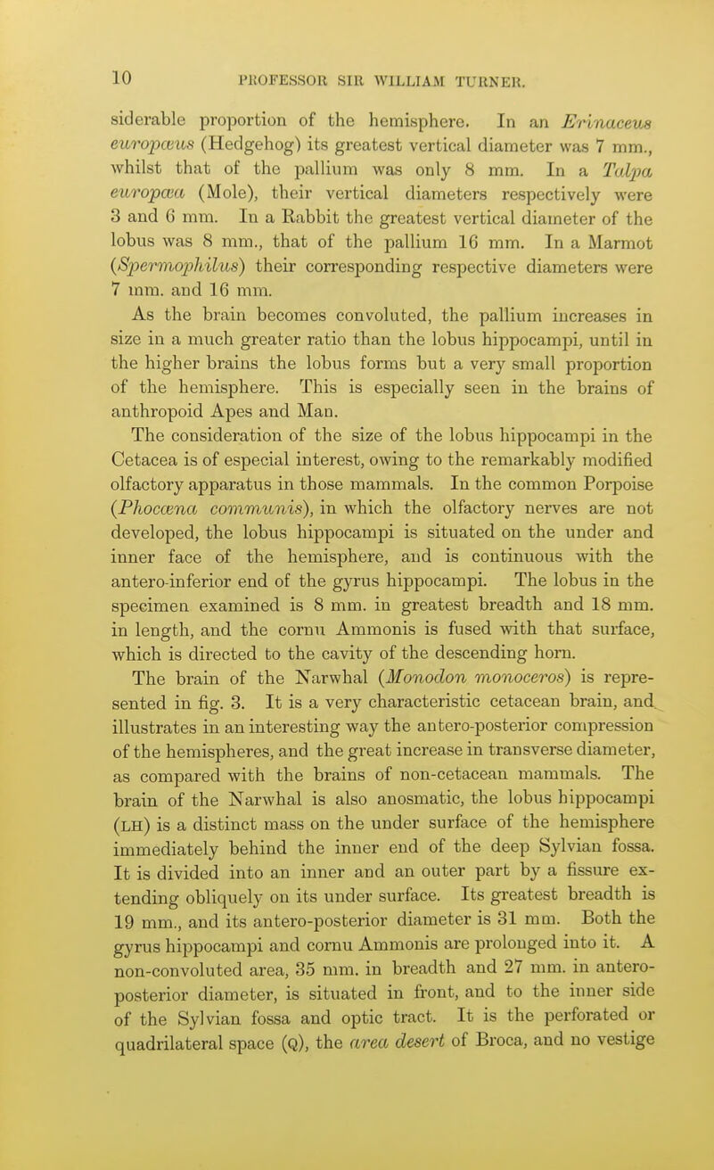 siderable proportion of the hemisphere. In an Erinaceus europcvus (Hedgehog) its greatest vertical diameter was 7 mm., whilst that of the pallium was only 8 mm. In a Tal2)a europcea (Mole), their vertical diameters respectively were 3 and 6 mm. In a Rabbit the greatest vertical diameter of the lobus was 8 mm., that of the pallium 16 mm. In a Marmot {Sperinophilus) their corresponding respective diameters were 7 mm. and 16 mm. As the brain becomes convoluted, the pallium increases in size in a mixch greater ratio than the lobus hippocampi, until in the higher brains the lobus forms but a very small proportion of the hemisphere. This is especially seen in the brains of anthropoid Apes and Man. The consideration of the size of the lobus hippocampi in the Cetacea is of especial interest, owing to the remarkably modified olfactory apparatus in those mammals. In the common Porpoise (Phoccena communis), in which the olfactory nerves are not developed, the lobus hippocampi is situated on the under and inner face of the hemisphere, and is continuous with the antero inferior end of the gyrus hippocampi. The lobus in the specimen examined is 8 mm. in greatest breadth and 18 mm. in length, and the cornu Ammonis is fused with that surface, which is directed to the cavity of the descending horn. The brain of the Narwhal (Monodon monoceros) is repre- sented in fig. 3. It is a very characteristic cetacean brain, and. illustrates in an interesting way the antero-posterior compression of the hemispheres, and the great increase in transverse diameter, as compared with the brains of non-cetacean mammals. The brain of the Narwhal is also anosmatic, the lobus hippocampi (lh) is a distinct mass on the under surface of the hemisphere immediately behind the inner end of the deep Sylvian fossa. It is divided into an inner and an outer part by a fissure ex- tending obliquely on its under surface. Its greatest breadth is 19 mm., and its antero-posterior diameter is 31 mm. Both the gyrus hippocampi and cornu Ammonis are prolonged into it. A non-convoluted area, 35 mm. in breadth and 27 mm. in antero- posterior diameter, is situated in front, and to the inner side of the Sylvian fossa and optic tract. It is the perforated or quadrilateral space (q), the area desert of Broca, and no vestige