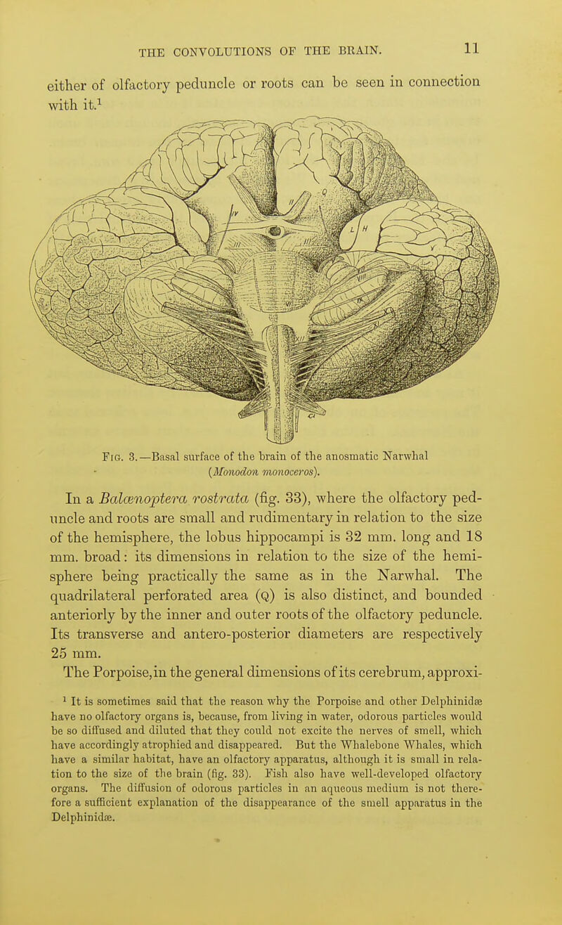either of olfactory peduncle or roots can be seen in connection with it.^ Fig. 3.—Basal surface of the brain of the anosmatic Narwhal {Monodon vionoceros). In a Balcenoptera rostrata (fig. 33), where the olfactory ped- uncle and roots are small and rudimentary in relation to the size of the hemisphere, the lob us hippocampi is 32 mm. long and 18 mm. broad: its dimensions in relation to the size of the hemi- sphere being practically the same as in the Narwhal. The quadrilateral perforated area (q) is also distinct, and bounded anteriorly by the inner and outer roots of the olfactory peduncle. Its transverse and antero-posterior diameters are respectively 25 ram. The Porpoise, in the general dimensions of its cerebrum, approxi- 1 It is sometimes said that the reason why the Porpoise and other Delphinidse have no olfactory organs is, because, from living in water, odorous particles would be so diffused and diluted that they could not excite the nerves of smell, which have accordingly atrophied and disappeared. But the Whalebone Whales, which have a similar habitat, have an olfactory apparatus, although it is small in rela- tion to the size of the brain (fig. 33). Fish also have well-developed olfactory organs. The diffusion of odorous particles in an aqueous medium is not there- fore a sufficient explanation of the disappearance of the smell apparatus in the Delphinidse.