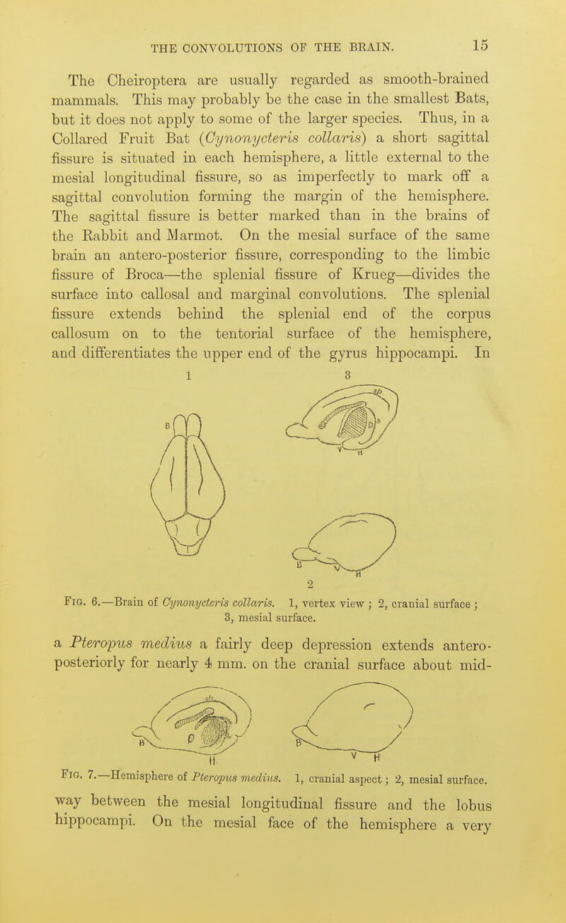 The Cheiroptera are usually regarded as smooth-brained mammals. This may probably be the case in the smallest Bats, but it does not apply to some of the larger species. Thus, in a Collared Fruit Bat (Gynonycteris collaris) a short sagittal fissure is situated in each hemisphere, a little external to the mesial longitudinal fissure, so as imperfectly to mark off a sagittal convolution forming the margin of the hemisphere. The sagittal fissure is better marked than in the brains of the Rabbit and Marmot. On the mesial surface of the same brain an antero-posterior fissure, corresponding to the limbic fissure of Broca—the splenial fissure of Krueg—divides the surface into callosal and marginal convolutions. The splenial fissure extends behind the splenial end of the corpus callosum on to the tentorial surface of the hemisphere, and differentiates the upper end of the gyrus hippocampi. In 1 3 2 Fig. 6.—Brain of Cynonycteris collaris. 1, vertex view ; 2, cranial surface ; 3, mesial surface. a Pteropus medius a fairly deep depression extends antero- posteriorly for nearly 4 mm. on the cranial surface about mid- FiG. 7.—Hemisphere of Pteropus medius. 1, cranial aspect; 2, mesial surface. way between the mesial longitudinal fissure and the lobus hippocampi. On the mesial face of the hemisphere a very