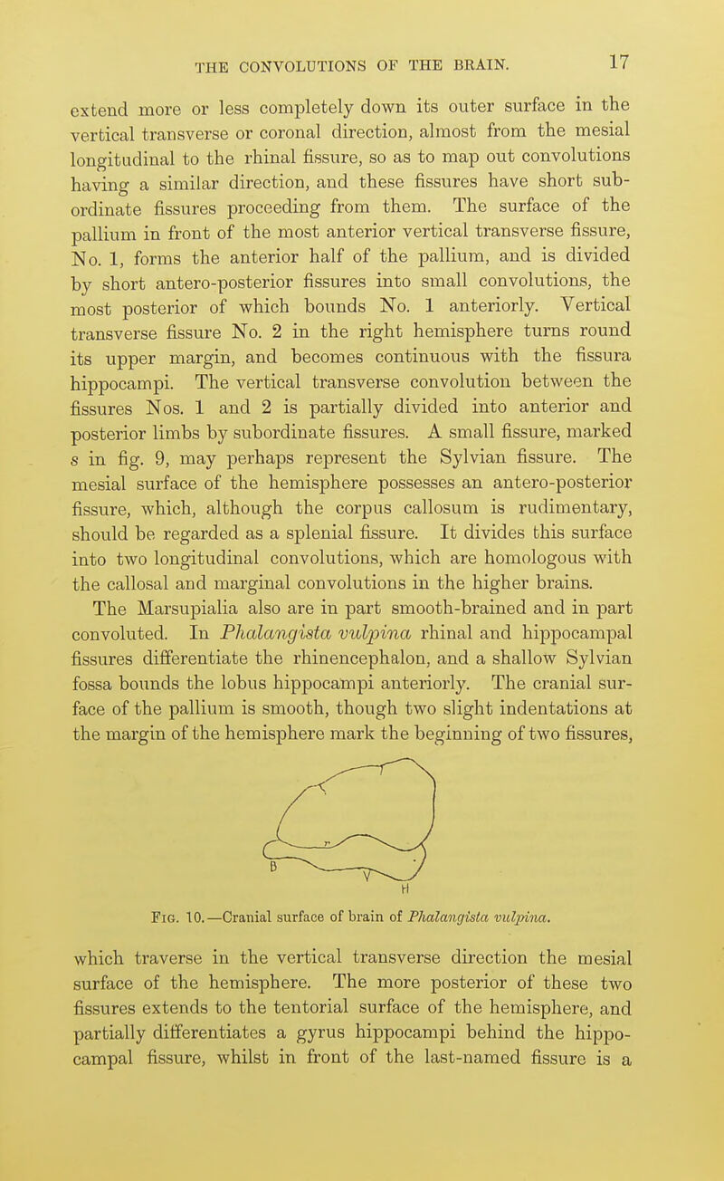 extend more or less completely down its outer surface in the vertical transverse or coronal direction, almost from the mesial longitudinal to the rhinal fissure, so as to map out convolutions having a similar direction, and these fissures have short sub- ordinate fissures proceeding from them. The surface of the pallium in front of the most anterior vertical transverse fissure, No. 1, forms the anterior half of the pallium, and is divided by short antero-posterior fissures into small convolutions, the most posterior of which bounds No. 1 anteriorly. Vertical transverse fissure No. 2 in the right hemisphere turns round its upper margin, and becomes continuous with the fissura hippocampi. The vertical transverse convolution between the fissures Nos. 1 and 2 is partially divided into anterior and posterior limbs by subordinate fissures. A small fissure, marked s in fig. 9, may perhaps represent the Sylvian fissure. The mesial surface of the hemisphere possesses an antero-posterior fissure, which, although the corpus callosum is rudimentary, should be regarded as a splenial fissure. It divides this surface into two longitudinal convolutions, which are homologous with the callosal and marginal convolutions in the higher brains. The Marsupialia also are in part smooth-brained and in part convoluted. In Phalangista vulpina rhinal and hippocampal fissures differentiate the rhinencephalon, and a shallow Sylvian fossa bounds the lobus hippocampi anteriorly. The cranial sur- face of the pallium is smooth, though two slight indentations at the margin of the hemisphere mark the beginning of two fissures, Fig. 10.—Cranial surface of brain of Plutlangista vulpina. which traverse in the vertical transverse direction the mesial surface of the hemisphere. The more posterior of these two fissures extends to the tentorial surface of the hemisphere, and partially differentiates a gyrus hippocampi behind the hippo- campal fissure, whilst in front of the last-named fissure is a