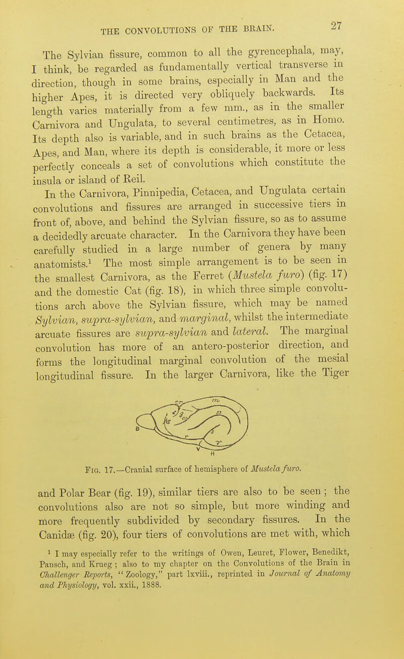 The Sylvian fissure, common to all the gyrencephala, may, I think, be regarded as fundamentally vertical transverse in direction, though in some brains, especially in Man and the higher Apes, it is directed very obliquely backwards. Its length varies materially from a few mm., as in the smaller Carnivora and Ungulata, to several centimetres, as in Homo. Its depth also is variable, and in such brains as the Cetacea, Apes, and Man, where its depth is considerable, it more or less perfectly conceals a set of convolutions which constitute the insula or island of Reil. In the Carnivora, Pinnipedia, Cetacea, and Ungulata certain convolutions and fissures are arranged in successive tiers in front of, above, and behind the Sylvian fissure, so as to assume a decidedly arcuate character. In the Carnivora they have been carefully studied in a large number of genera by many anatomists.^ The most simple arrangement is to be seen m the smallest Carnivora, as the Ferret {Mustela furo) (fig. 17) and the domestic Cat (fig. 18), in which three simple convolu- tions arch above the Sylvian fissure, which may be named Sylvian, supra-sylvian, and marginal, whilst the intermediate arcuate fissures are supra-sylvian and lateral. The marginal convolution has more of an antero-posterior direction, and forms the longitudinal marginal convolution of the mesial longitudinal fissure. In the larger Carnivora, like the Tiger Fig. 17.—Cranial surface of hemisphere of Mustela furo. and Polar Bear (fig. 19), similar tiers are also to be seen ; the convolutions also are not so simple, but more winding and more frequently subdivided by secondary fissures. In the Canidse (fig. 20), four tiers of convolutions are met with, which 1 I may especially refer to the writings of Owen, Leuret, Flower, Benedikt, Pansch, and Krueg ; also to my chapter on the Convolutions of the Brain in Challenger Reports, Zoology, part Ixviii., reprinted in Journal of Anatomy and Physiology, vol. xxii., 1888.