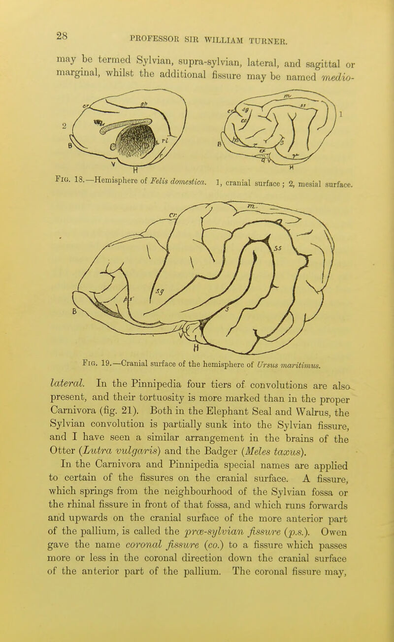 may be termed Sylvian, supra-sylvian, lateral, and sagittal or marginal, whilst the additional fissure may be named medio- Fig. 19.—Cranial surface of the hemisphere of Ursus maritimus. lateral. In the Pinnipedia four tiers of convolutions are also present, and their tortuosity is more marked than in the proper Carnivora (fig. 21), Both in the Elephant Seal and Walrus, the Sylvian convolution is partially sunk into the Sylvian fissure, and I have seen a similar arrangement in the brains of the Otter (Lutra vulgaris) and the Badger {Meles taxus). In the Carnivora and Pinnipedia special names are applied to certain of the fissures on the cranial surface. A fissure, which springs from the neighbourhood of the Sylvian fossa or the rhinal fi.ssure in front of that fossa, and which runs forwards and upwards on the cranial surface of the more anterior part of the pallium, is called the proi-sylvian fissure (p.s.). Owen gave the name coronal fissure (co.) to a fissure which passes more or less in the coronal direction down the cranial surface of the anterior part of the pallium. The coronal fissure may,