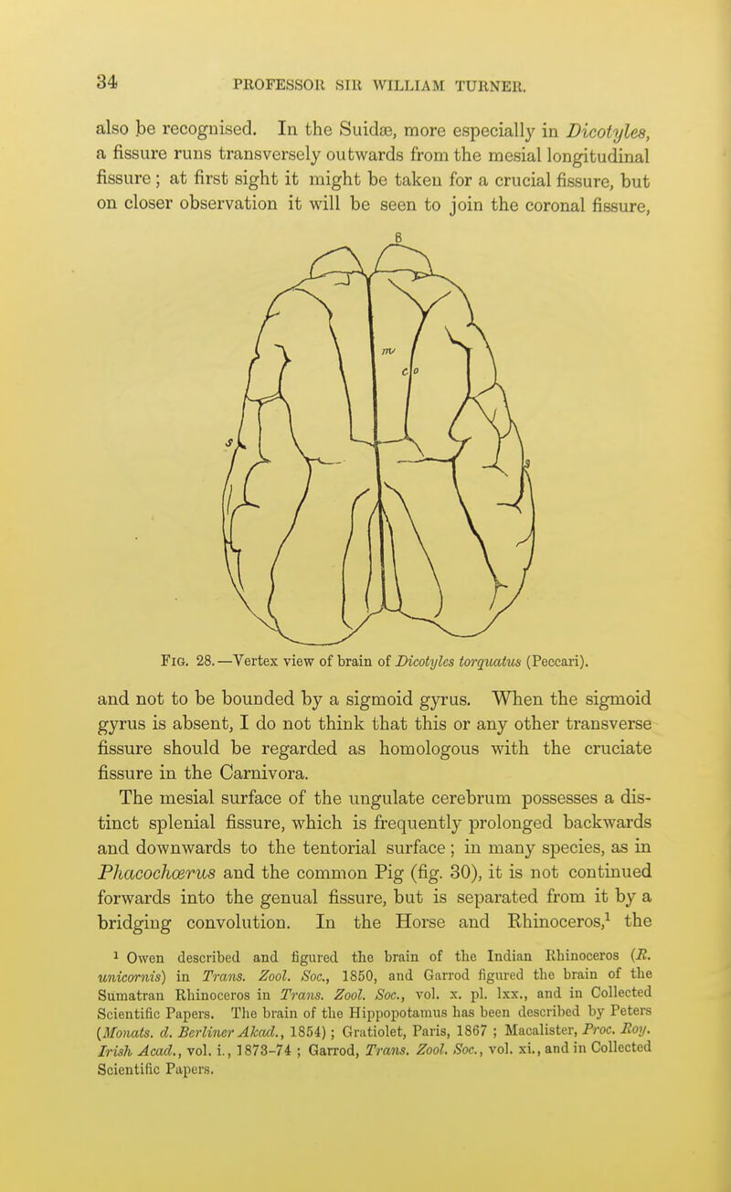 also ]be recognised. In the Suidas, more especially in Dicotylea, a fissure runs transversely outwards from the mesial longitudinal fissure; at first sight it might be taken for a crucial fissure, but on closer observation it will be seen to join the coronal fissure, 6 Fig. 28. —Vertex view of brain of Dicotylcs torquatus (Peccari). and not to be bounded by a sigmoid gyrus. When the sigmoid gyrus is absent, I do not think that this or any other transverse fissure should be regarded as homologous with the cruciate fissure in the Carnivora. The mesial surface of the ungulate cerebrum possesses a dis- tinct splenial fissure, which is frequently prolonged backwards and downwards to the tentorial surface; in many species, as in Phacochoerus and the common Pig (fig. 30), it is not continued forwards into the genual fissure, but is separated from it by a bridging convolution. In the Horse and Rhinoceros,-^ the ^ Owen described and iigured the brain of the Indian Rhinoceros (B. unicffrnis) in Trans. Zool. Soc, 1850, and Garrod figured the brain of the Sumatran Rhinoceros in Trans. Zool. Soc, vol. x. pi. Ixx., and in Collected Scientific Papers. The brain of the Hippopotamus has been described by Peters {Monats. d. Berliner Akad., 1854); Gratiolet, Paris, 1867 ; Macalister, Proc. Roy. Irish Acad., vol. i., 1873-74 ; Garrod, Trans. Zool. Soc, vol. xi., and in Collected Scientific Papers.
